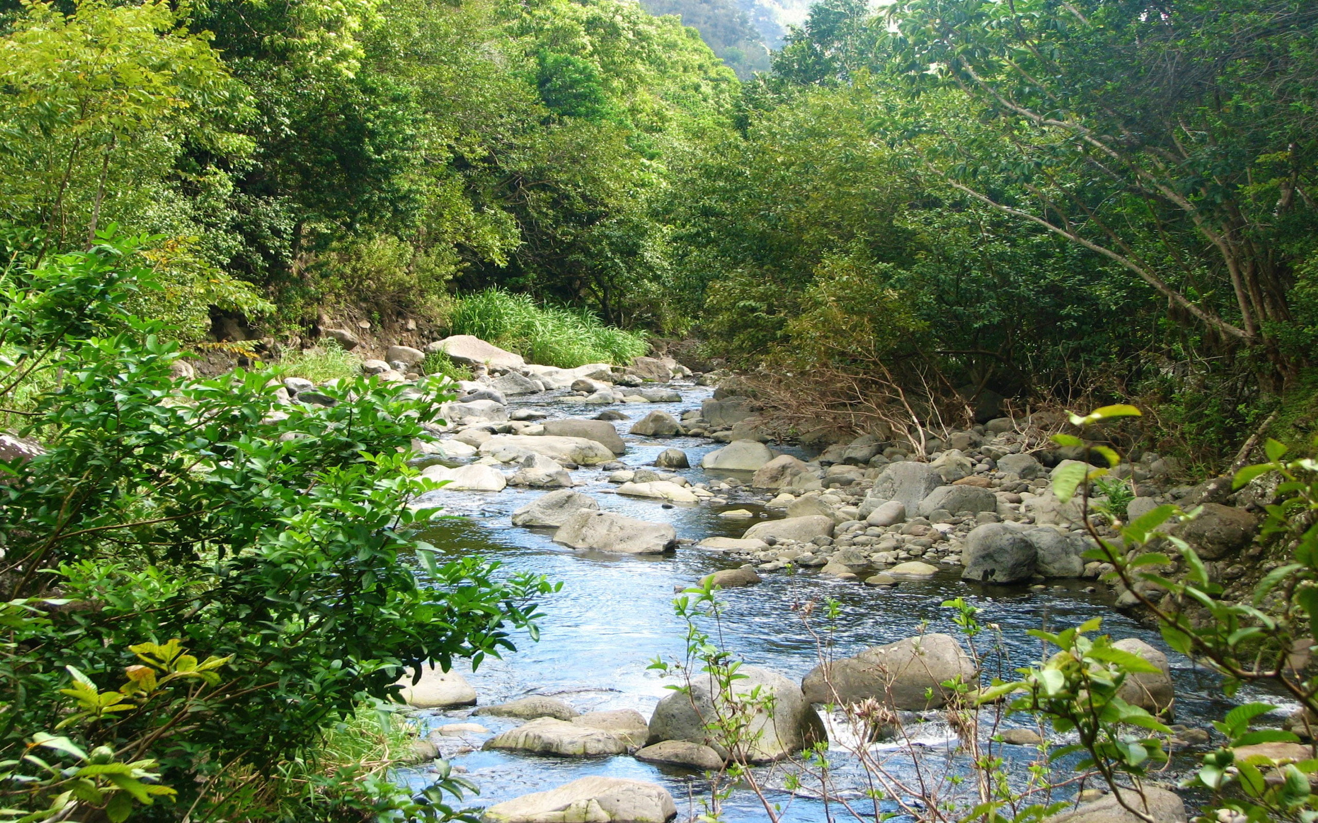 island, stream, maui, riverbed, rocks, hd, 2K, vegetation, desktop, mountain, green, hawaii, HD Wallpaper