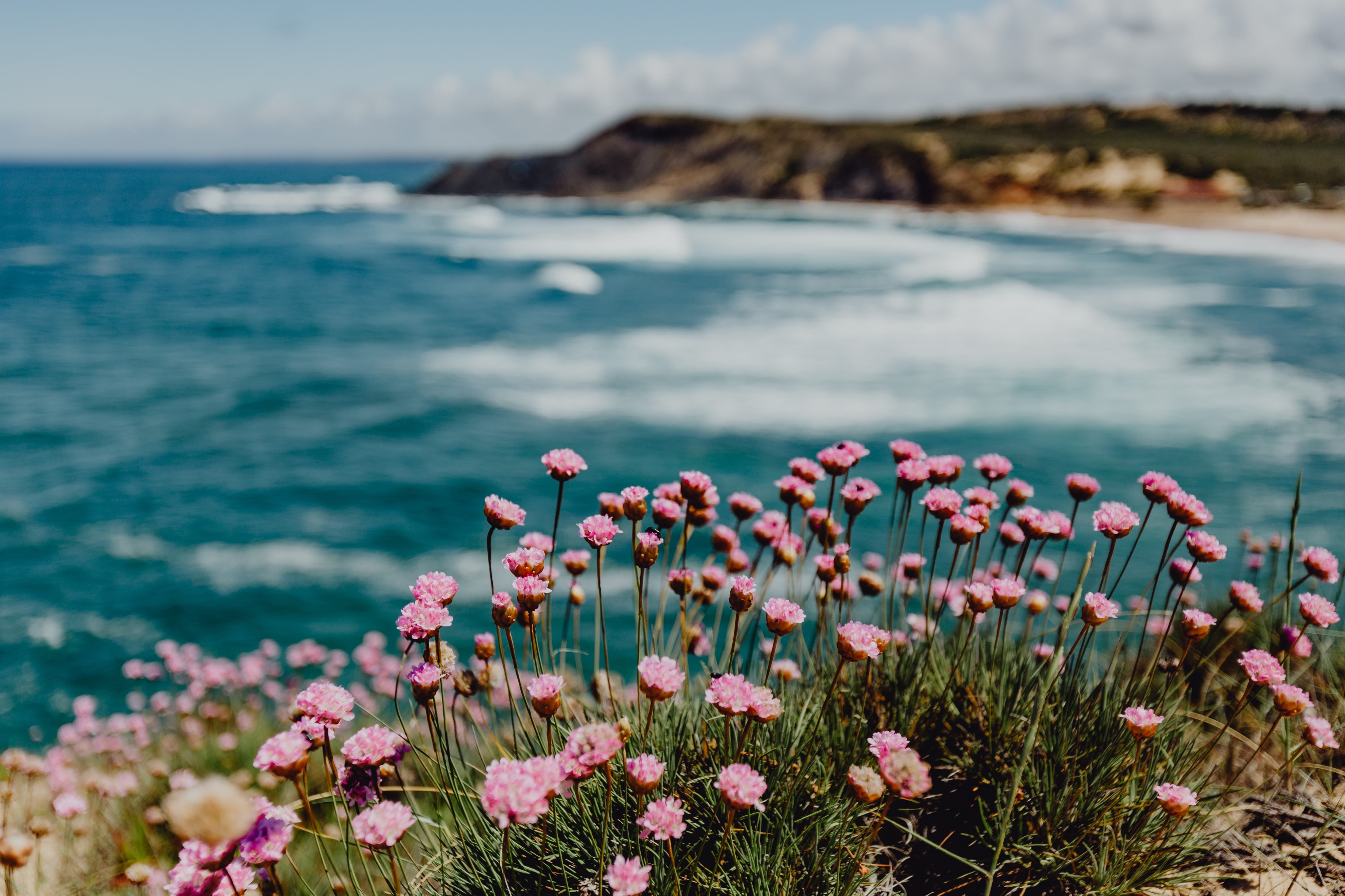 close-up, edge, growth, vulnerability, growing, fragility, petal, bloom, plant, pink color, atlantic ocean, land, waves, coast, focus on foreground, coastline, HD Wallpaper