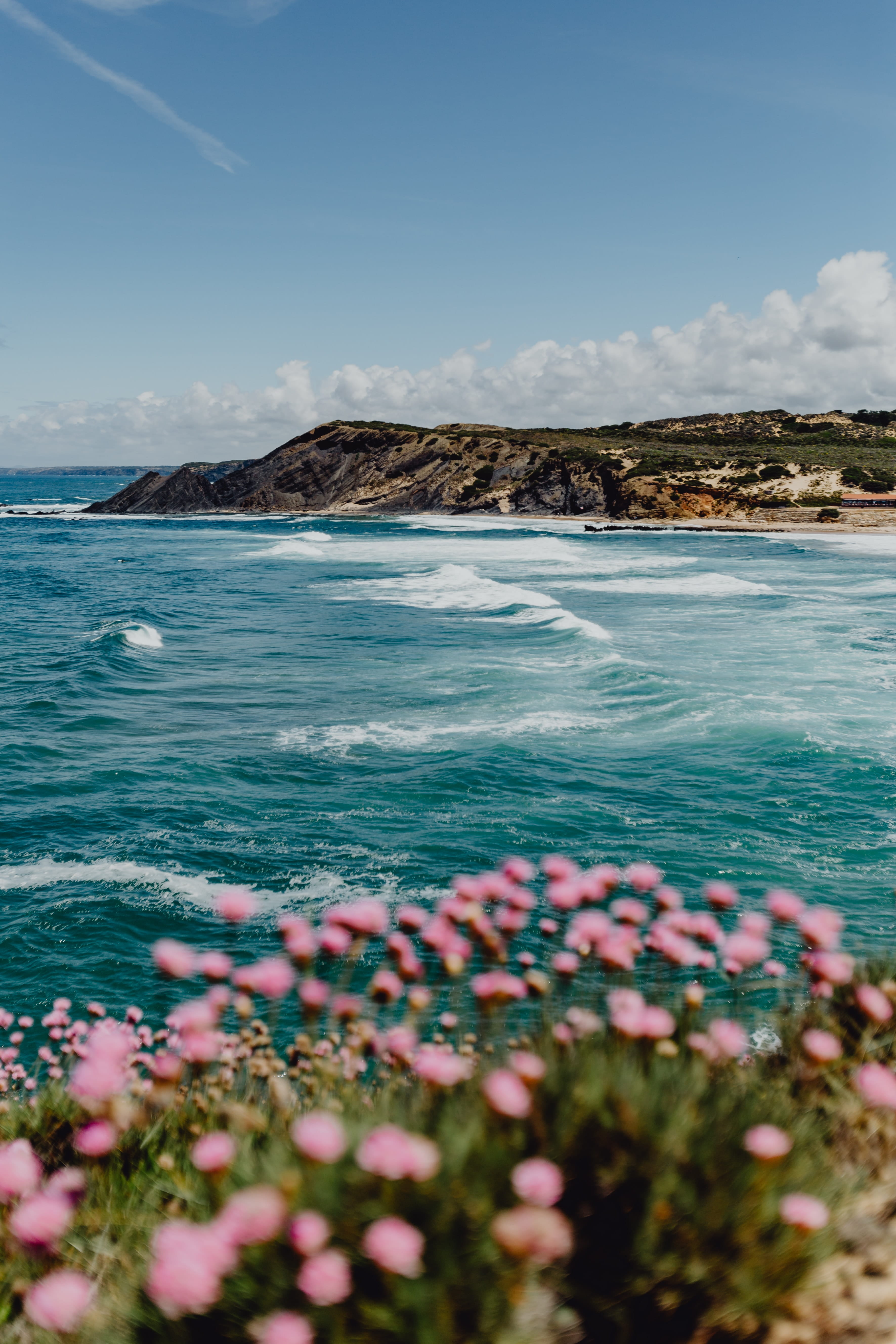 plant, land, no people, floral, waves, coast, cluster, growing, 5K, blue, day, summer, blooming, beach, atlantic, sea, flowers, shore, blossom, cloud - sky, Phone HD Wallpaper