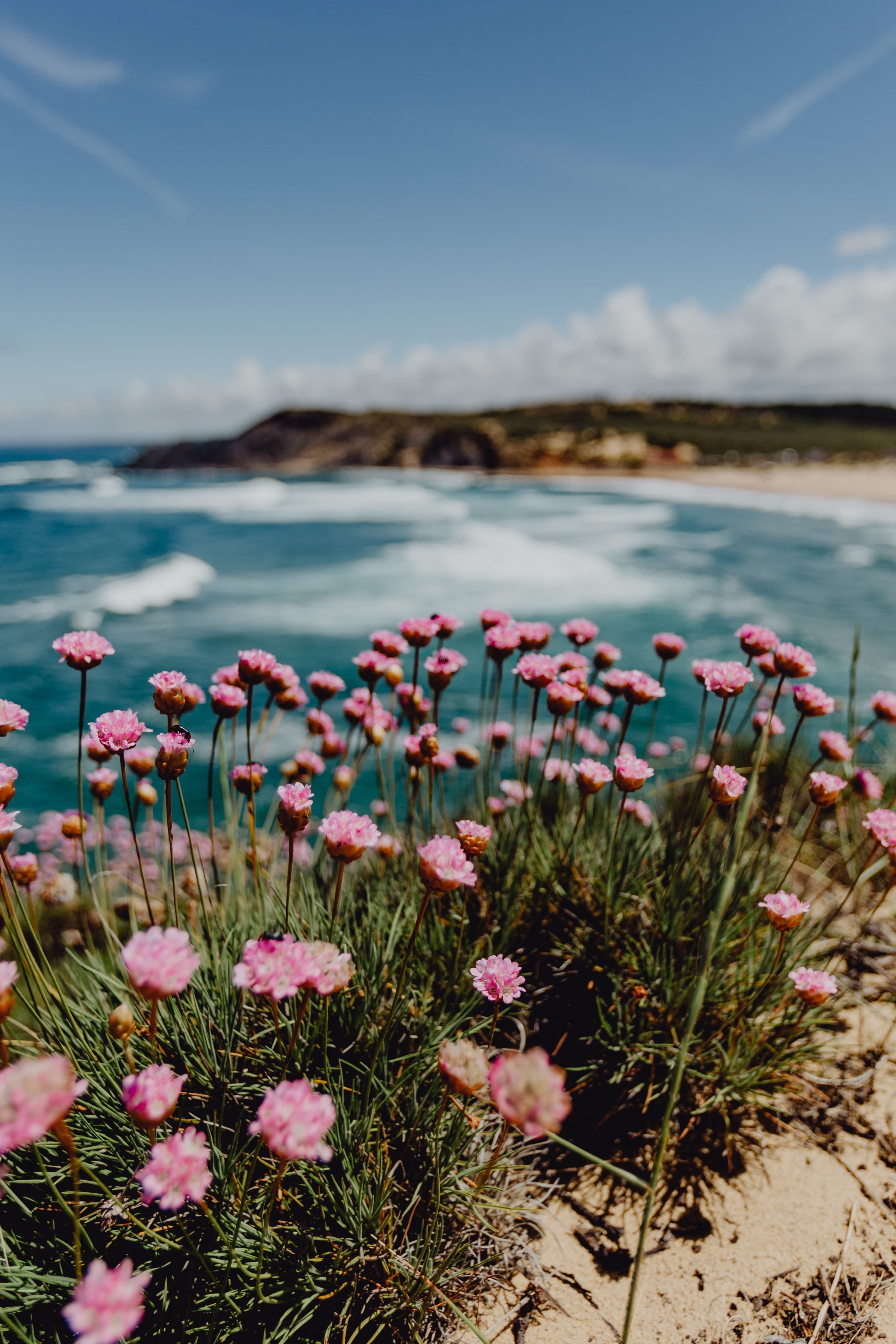 4K, vulnerability, purple, ocean waves, atlantic ocean, land, atlantic, plant, pink color, bloom, blossom, growth, beauty in nature, beach, ocean, nature, Phone HD Wallpaper