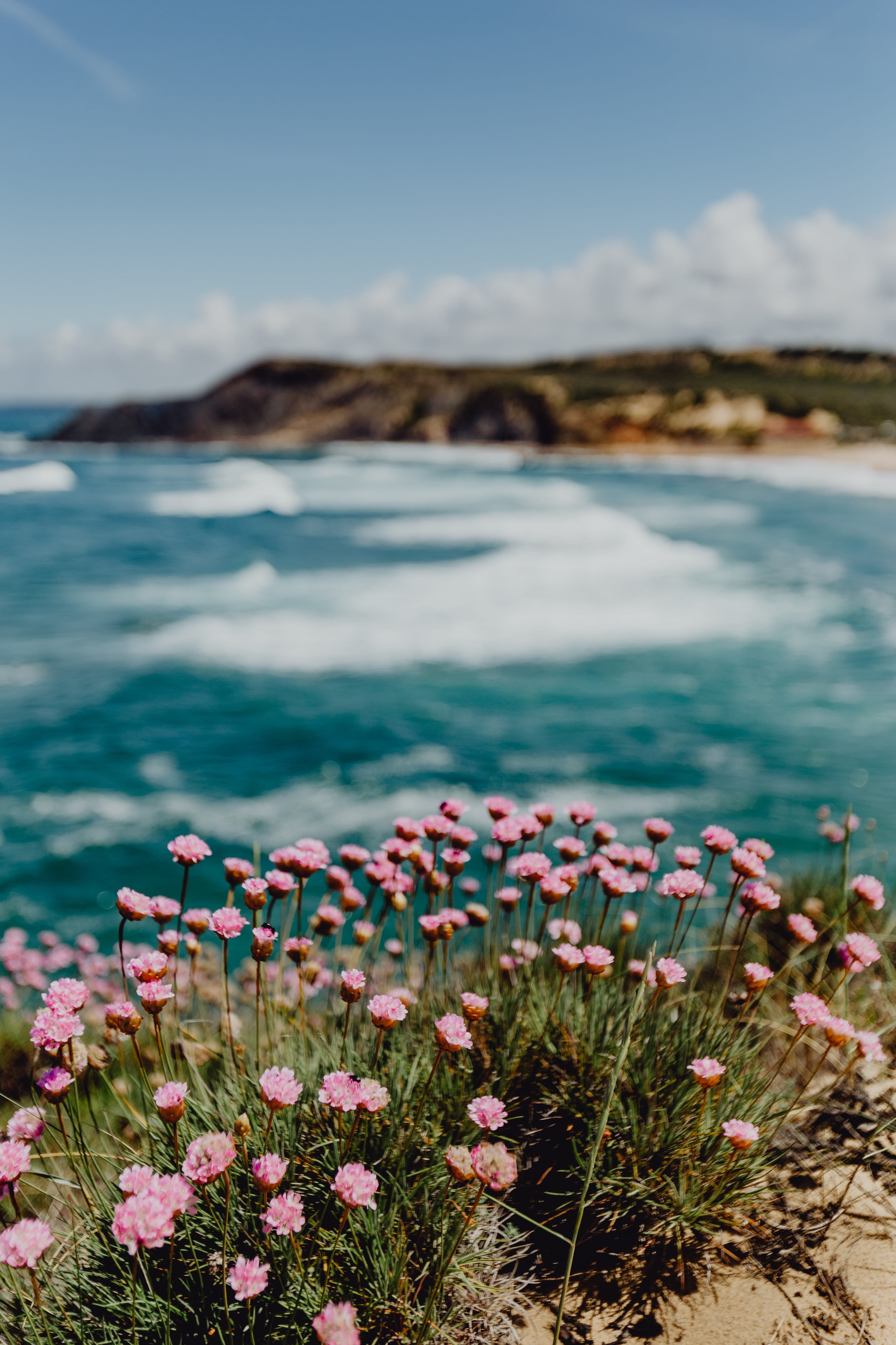 focus on foreground, pink flowers, summer, flowering plant, ocean waves, scenics - nature, atlantic ocean, day, sky, growing, pink color, purple, shore, Phone HD Wallpaper