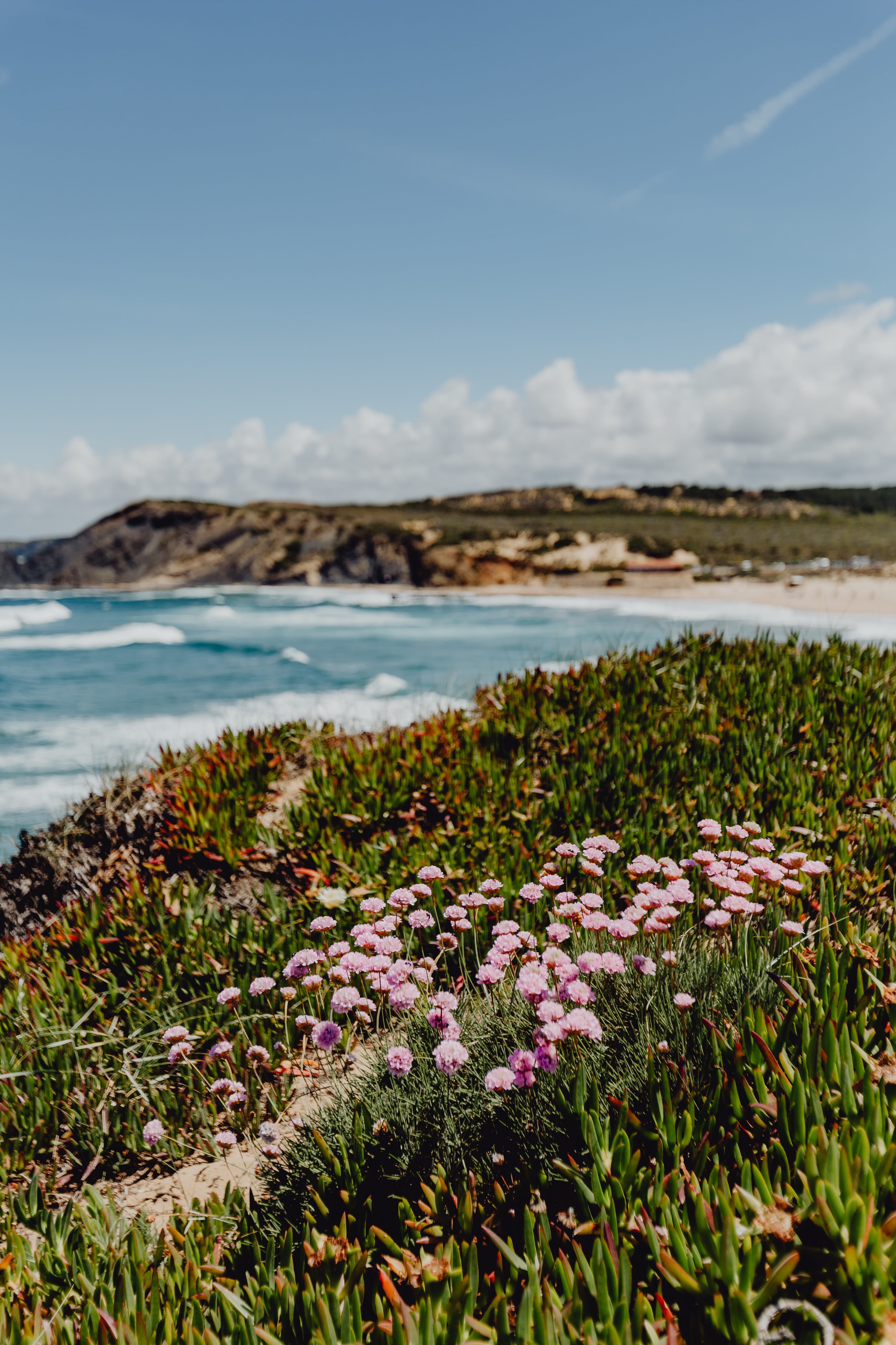 atlantic, water, flower, outdoors, s, freshness, vulnerability, ocean, blooming, coastline, beach, flower head, ocean waves, cloud - sky, coast, tranquility, Phone HD Wallpaper