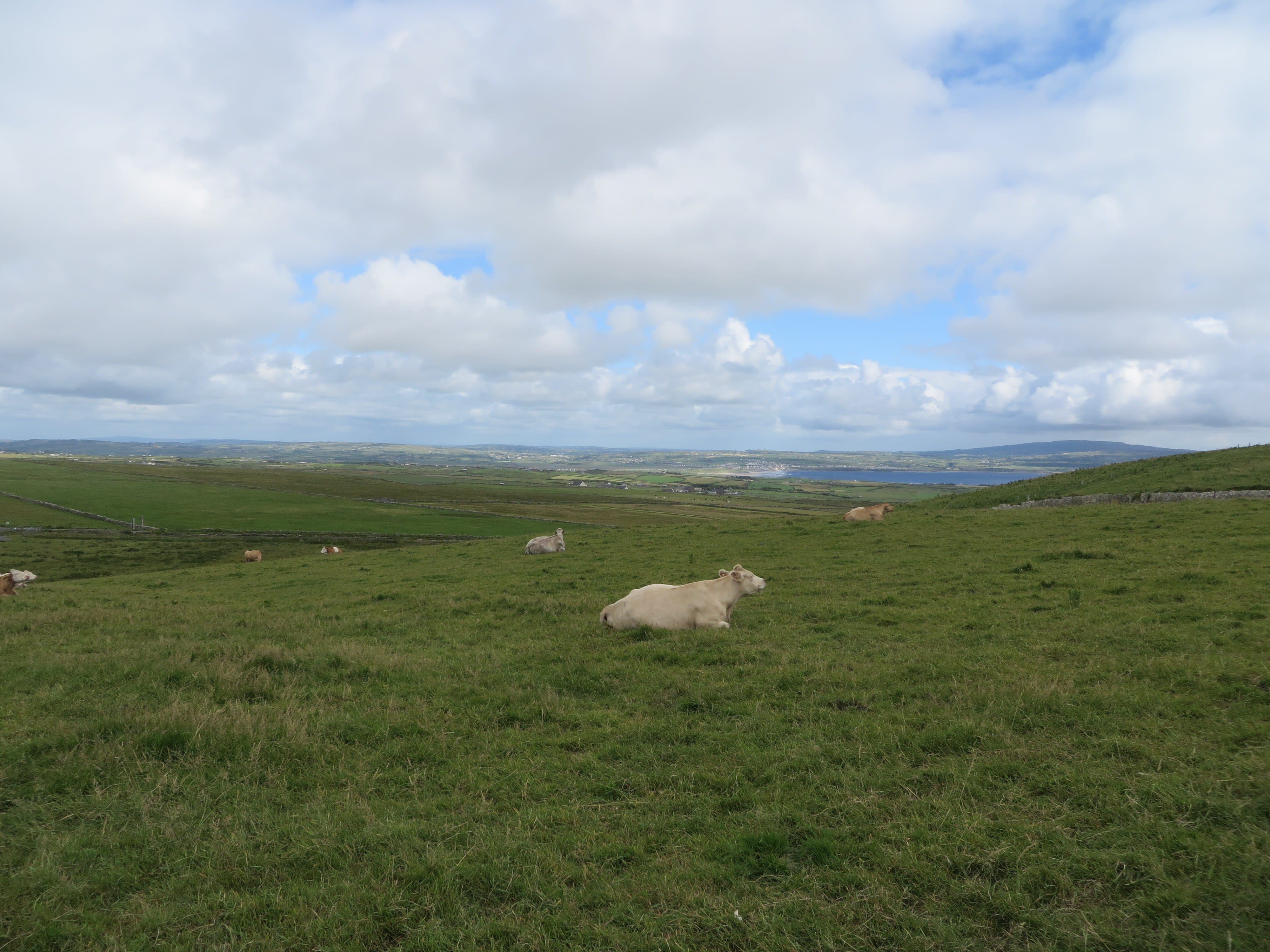 landscape, grass, bovine, europe, pets, land, day, livestock, scenics - nature, field, beauty in nature, sky, vertebrate, cloud - sky, mammal, cow, domestic, HD Wallpaper