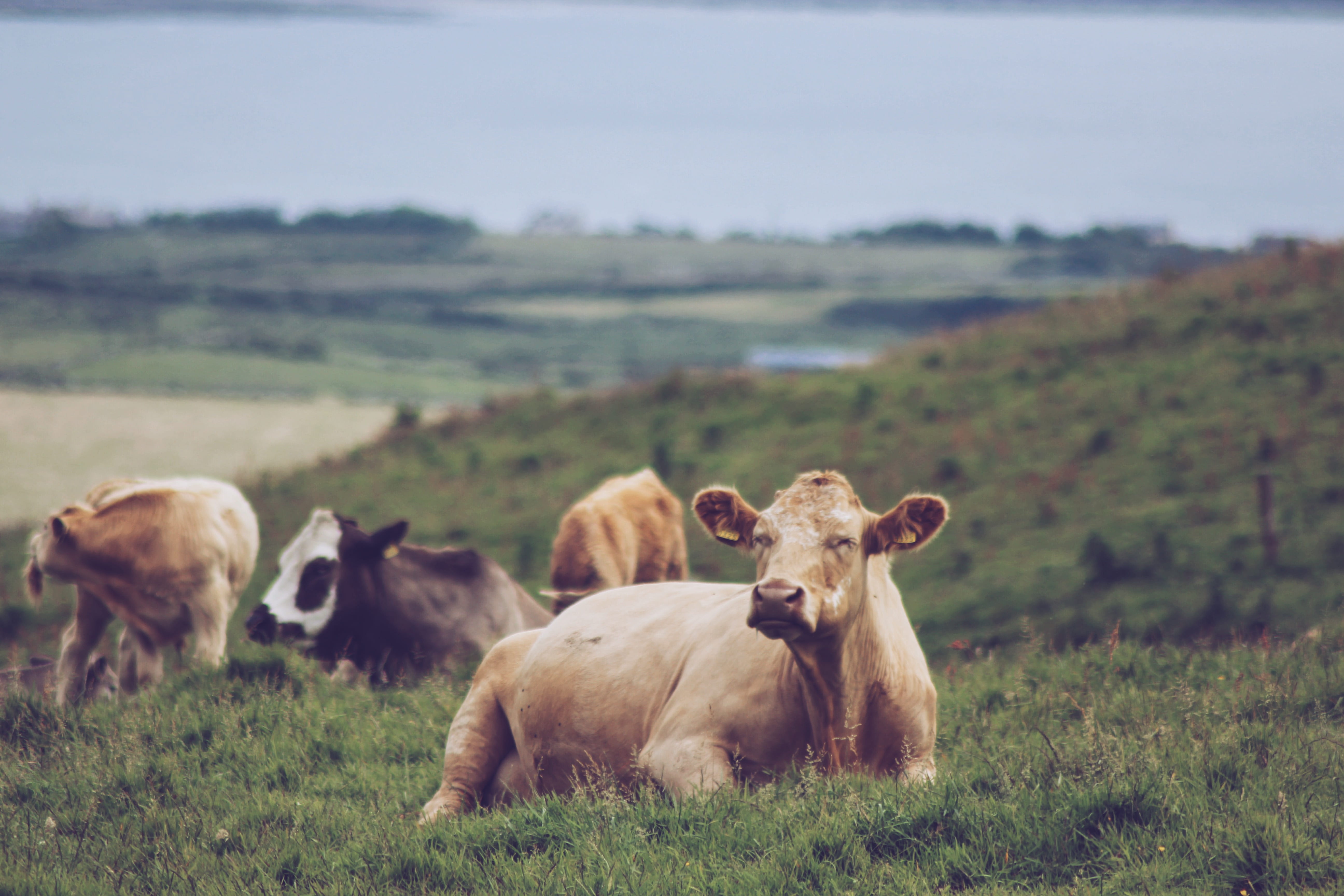 herd, mammal, 5K, travel, nature, pets, no people, cow, outdoors, herbivorous, clare, chillout, cliffsofmoher, environment, domestic animals, group of animals, HD Wallpaper