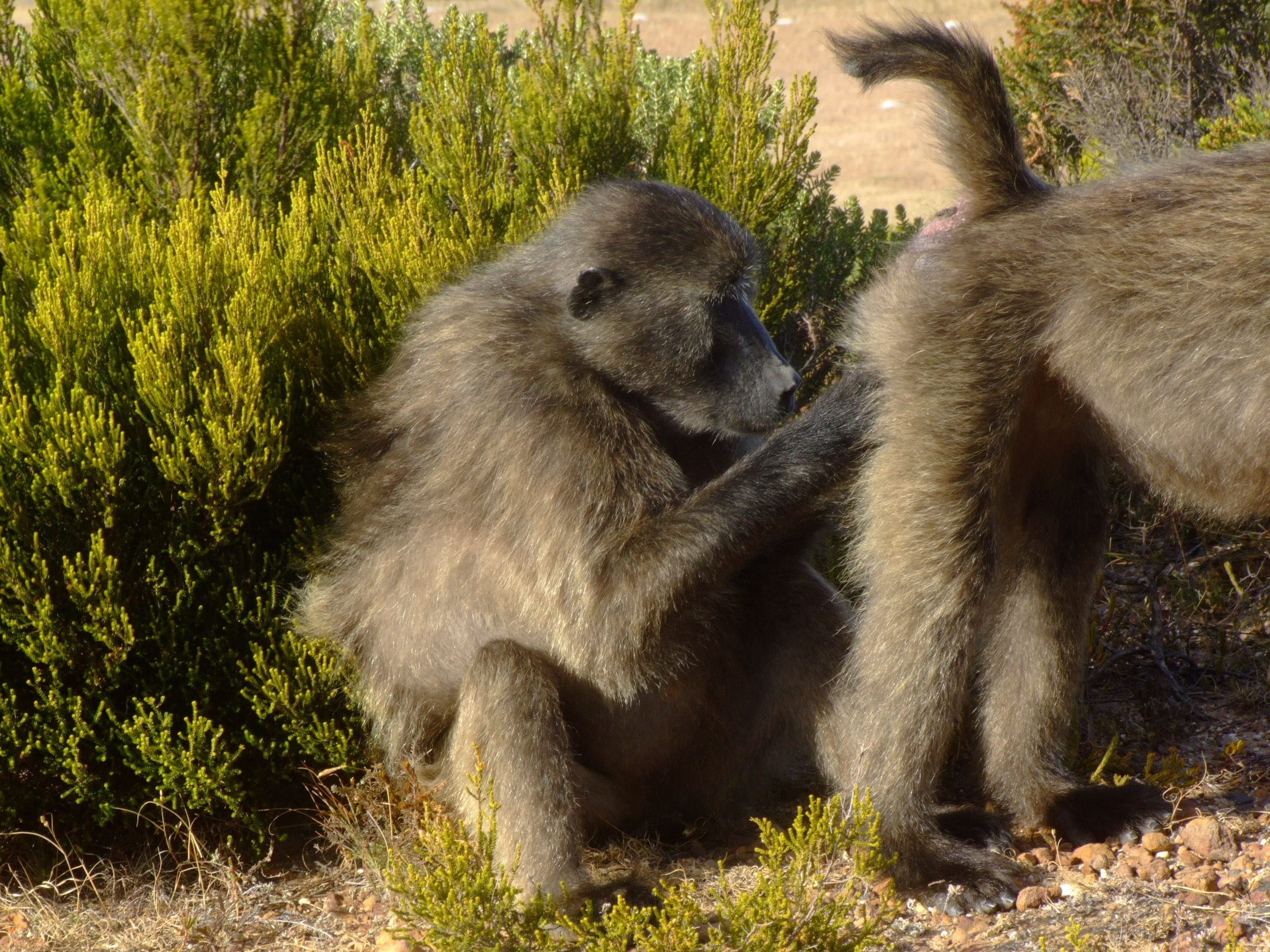 animal themes, vertebrate, animals in the wild, flea experts, plant, brown, 2K, mammal, baboon, lausender monkey, day, cape of good hope, forest, animal wildlife, HD Wallpaper