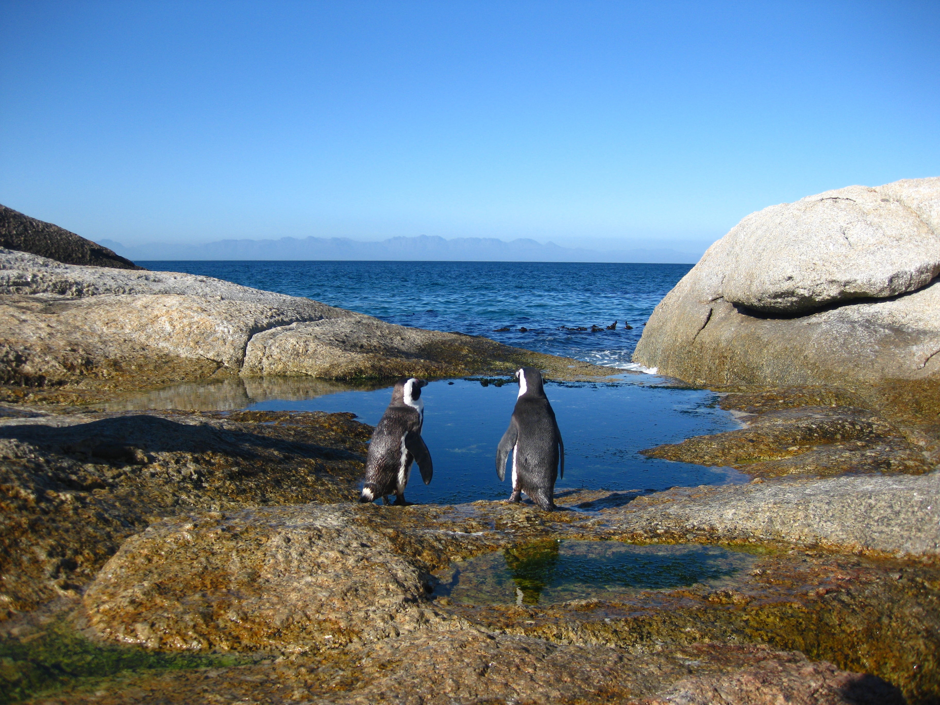 water, horizon over water, day, beauty in nature, cape top, sea, no people, vertebrate, animal, cape point, animals in the wild, clear sky, nature, penguins, HD Wallpaper
