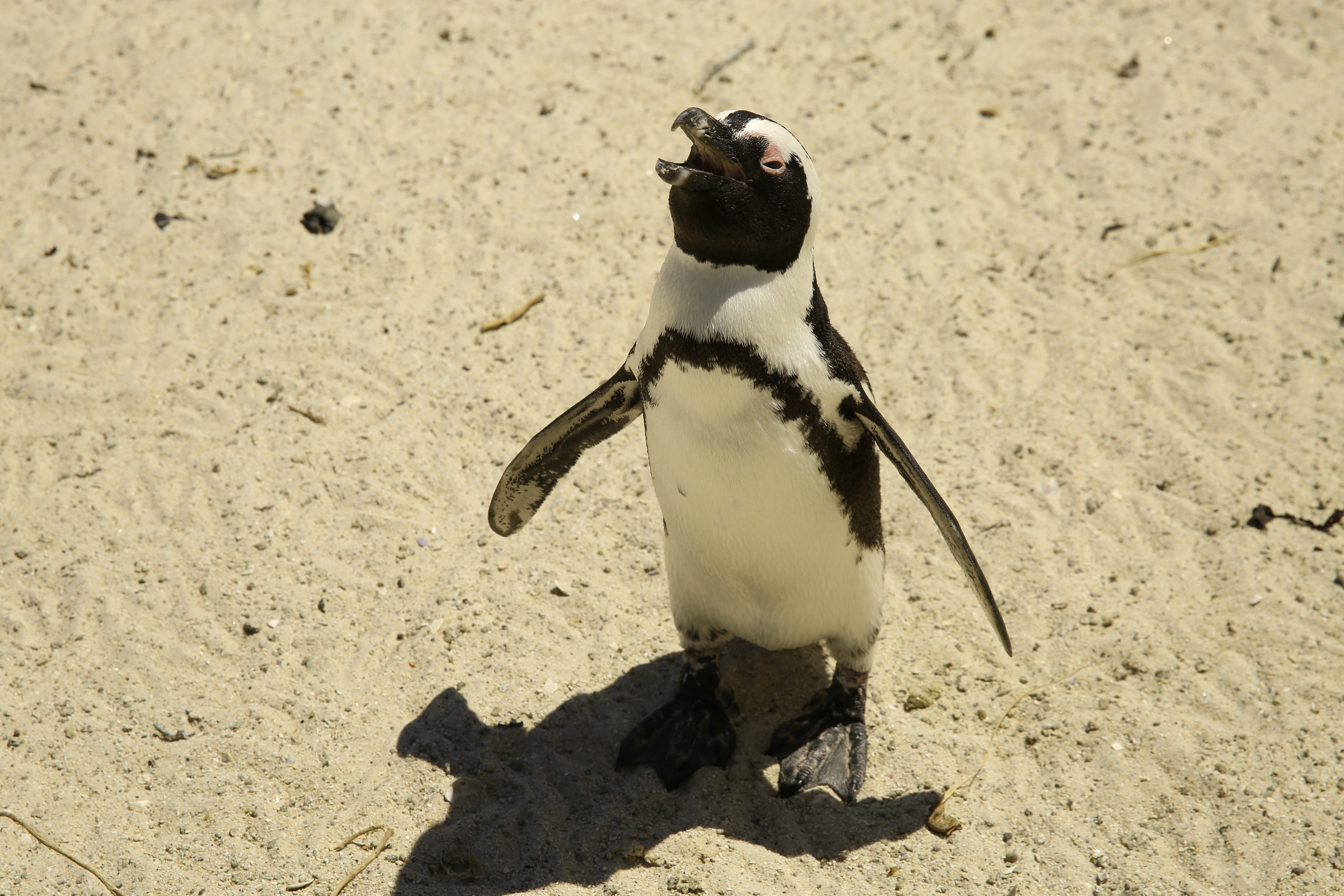 day, beach, animal wildlife, one animal, the cape of good hope, animal, penguin, nature, solid, animals in the wild, land, animal themes, bird, sand, vertebrate, HD Wallpaper