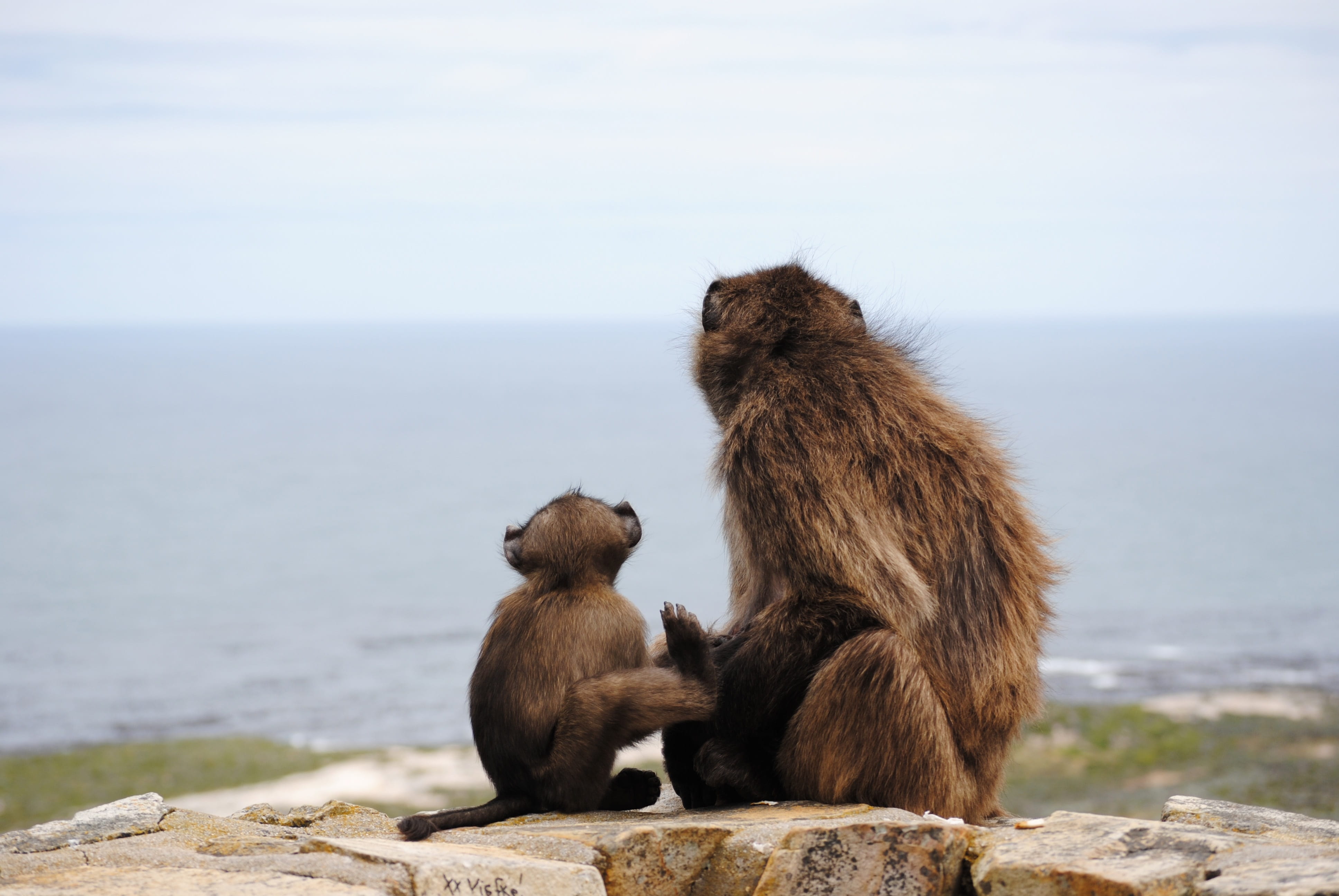 rock, solid, mammal, sitting, monkey baby, primate, animal wildlife, animal themes, young animal, animal, brown, sea, no people, day, animal family, focus on foreground, HD Wallpaper