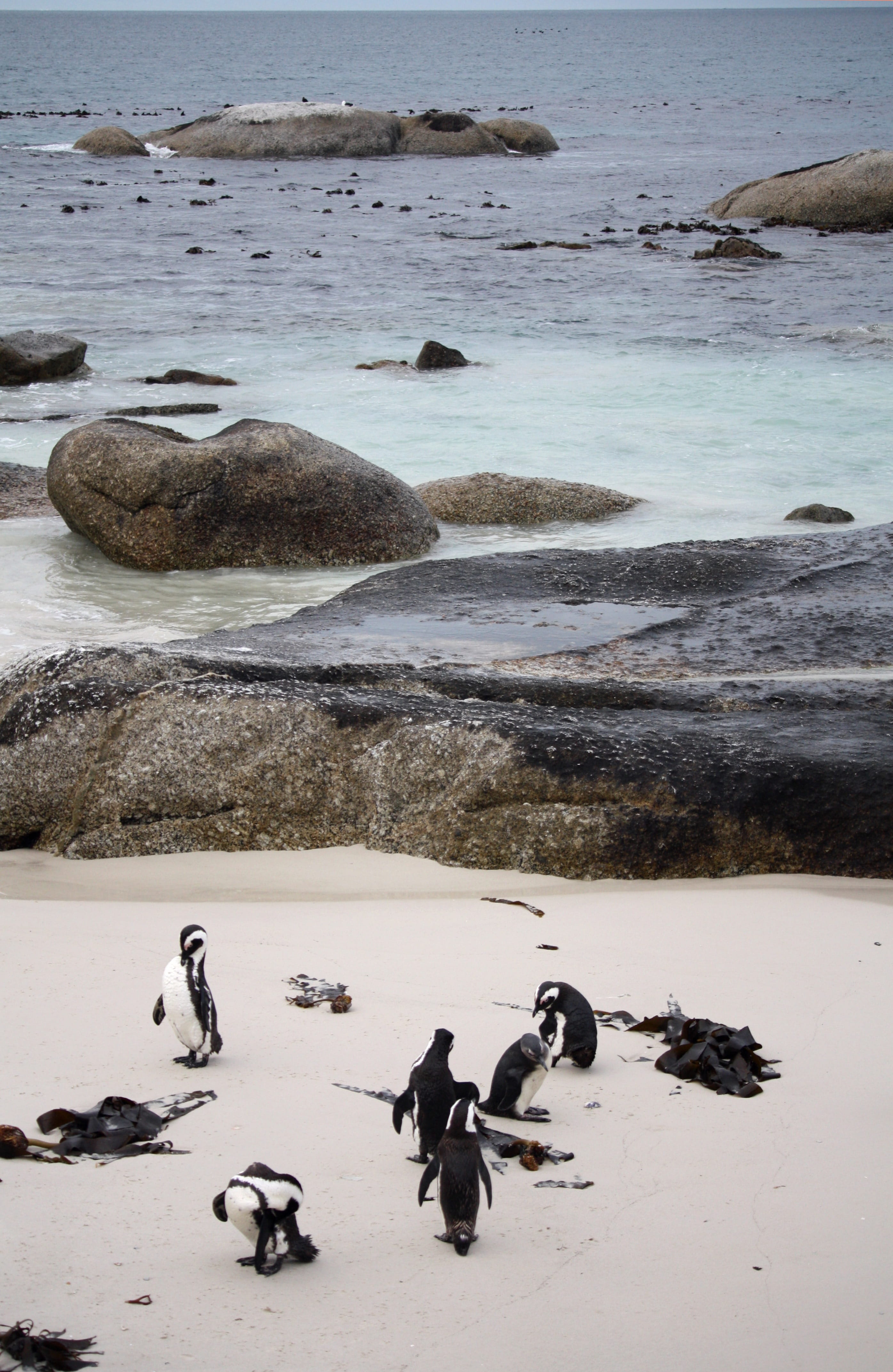 blue, outdoors, animal themes, Ocean, land, group of animals, no people, beach penguin, riva, holiday, landscape, nature, animal wildlife, water, animal, Phone HD Wallpaper