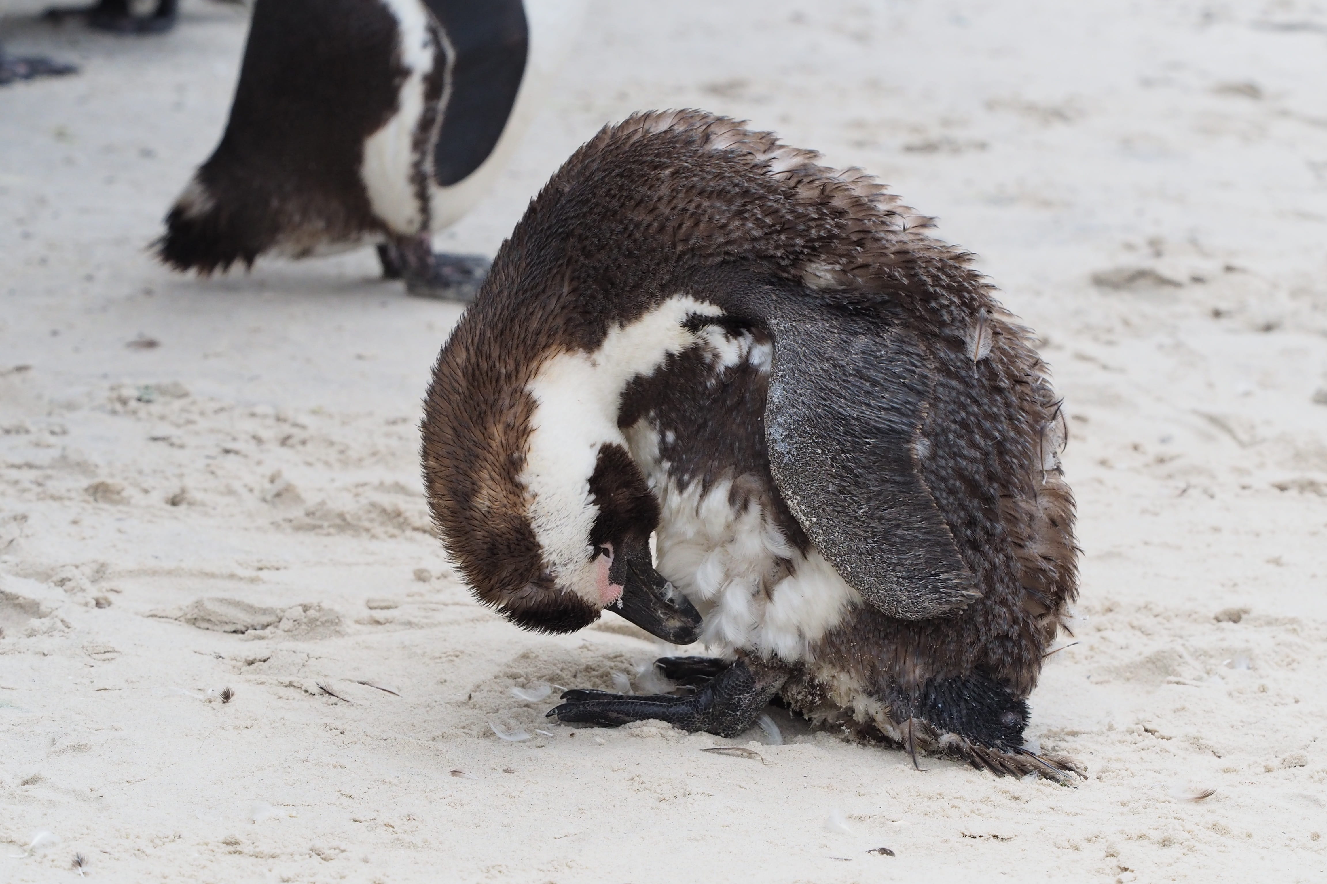 field, animal wildlife, sea bay, 4K, animals in the wild, snow, beach, sea, day, mammal, no people, penguins, nature, animal world, cape, cape peninsula, HD Wallpaper