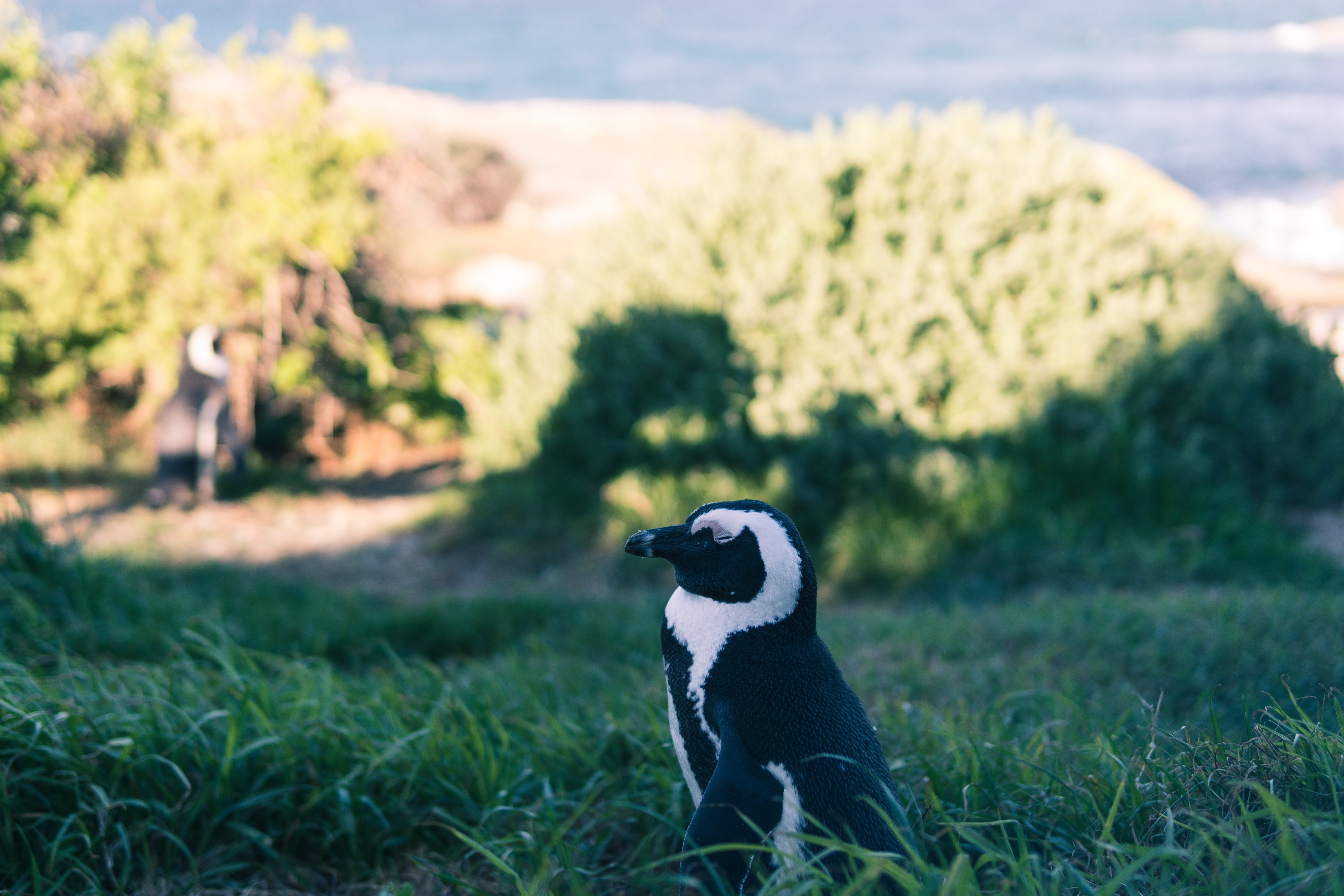 south africa, beak, magellanic, green, plant, black, wildlife, no people, penguin, side view, simons town, cape town, land, mammal, vertebrate, field, animal wildlife, HD Wallpaper
