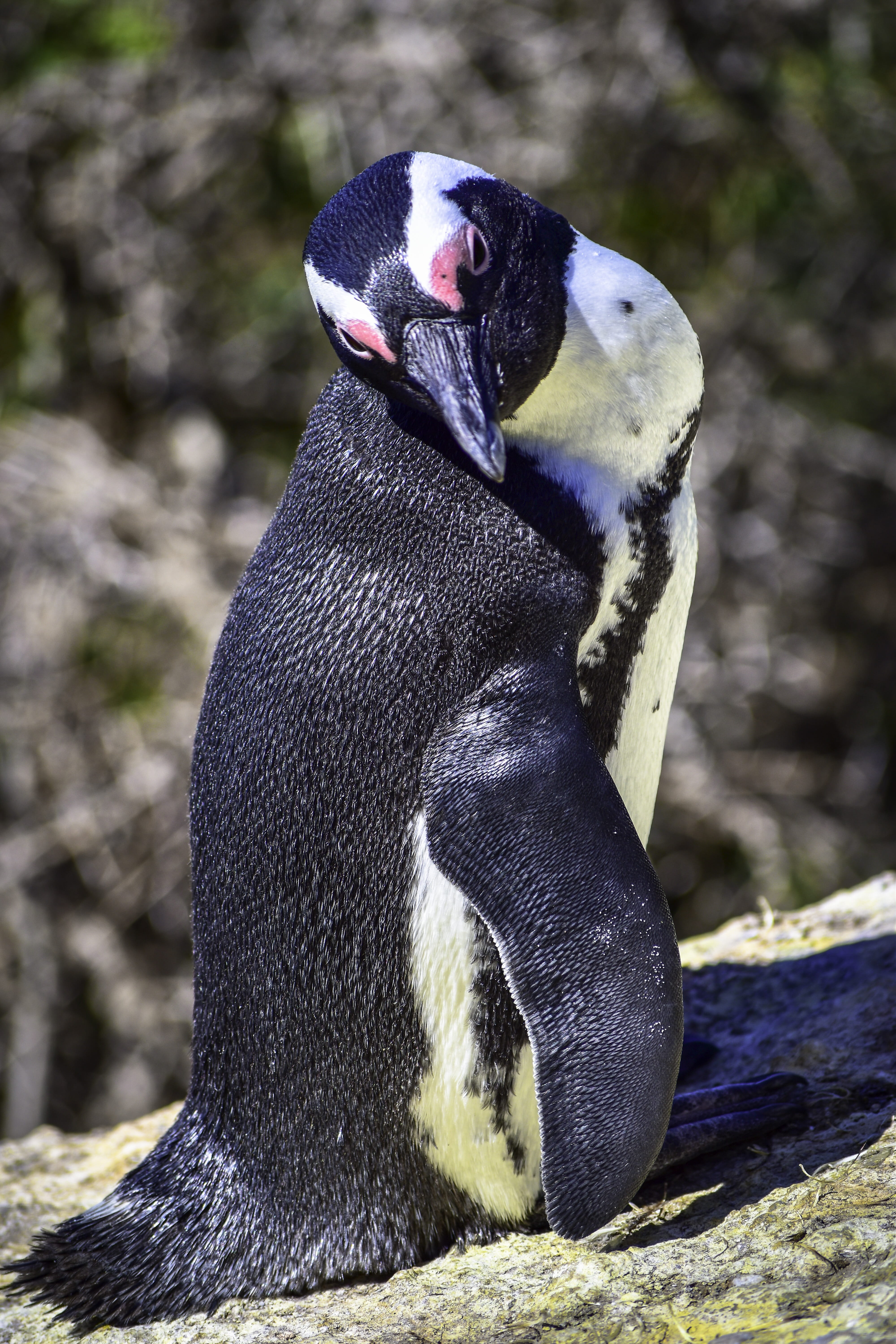 cape peninsula, penguin, boulders beach, simons town, day, outdoors, african penguin, no people, land, mammal, animal themes, bird, nature, black color, Phone HD Wallpaper