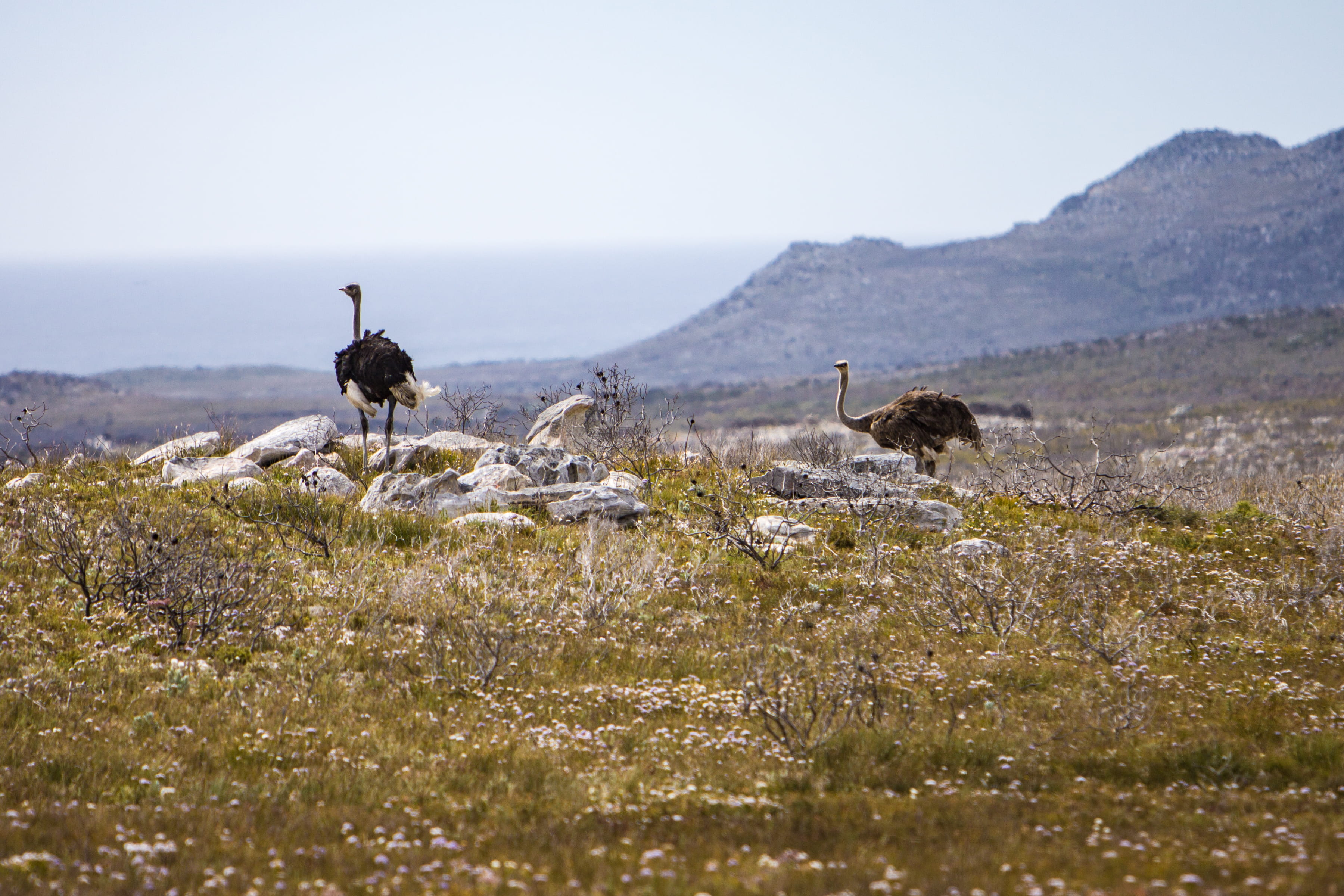 landscape, herbivorous, 2K, sky, no people, animal wildlife, animals, animal themes, ostrich, land, plant, animal, animals in the wild, scenics - nature, HD Wallpaper