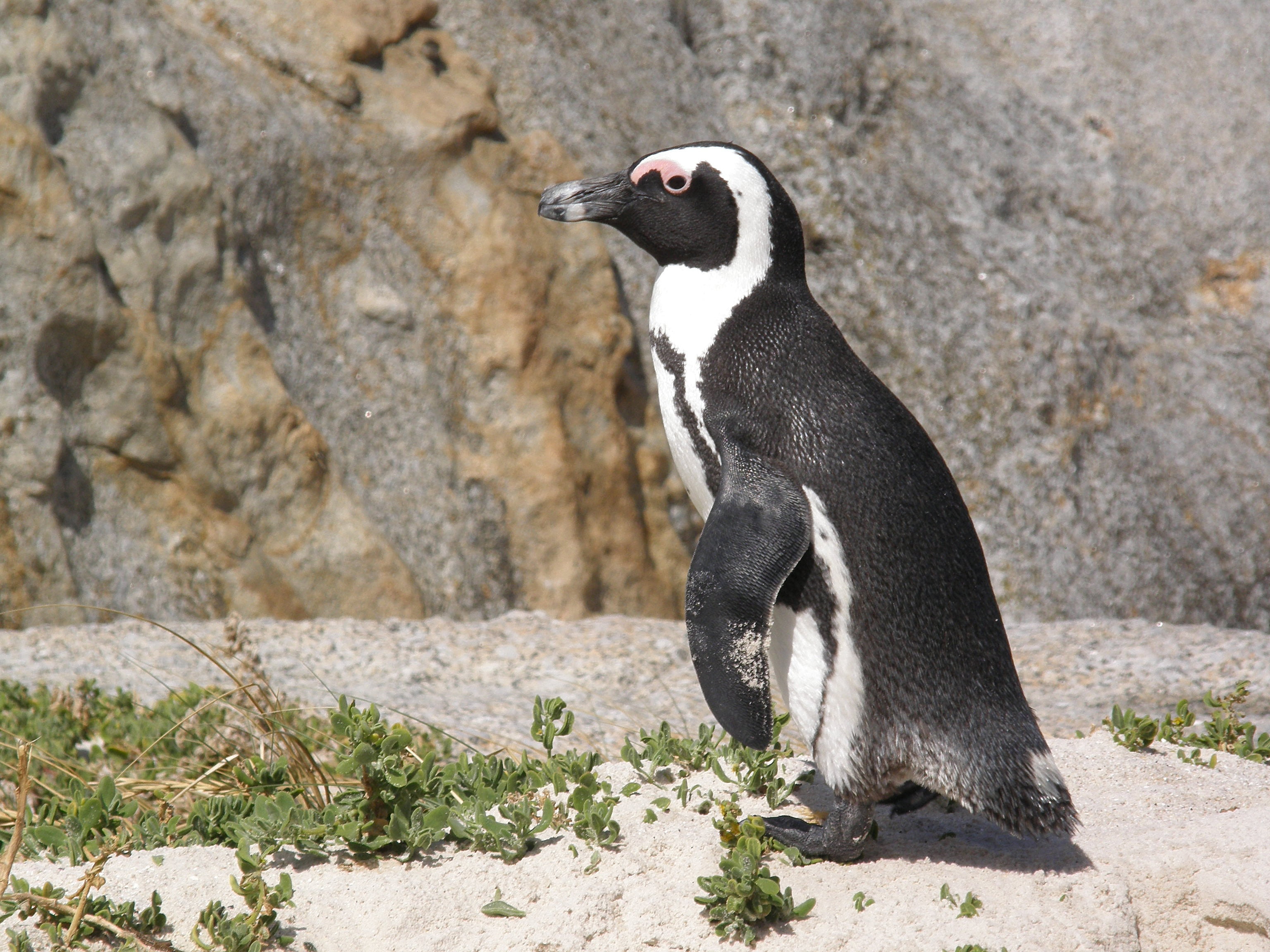 solid, south africa, cape town, side view, wildlife, glasses penguin, vertebrate, one animal, rock - object, standing, full length, 2K, bird, penguin, HD Wallpaper