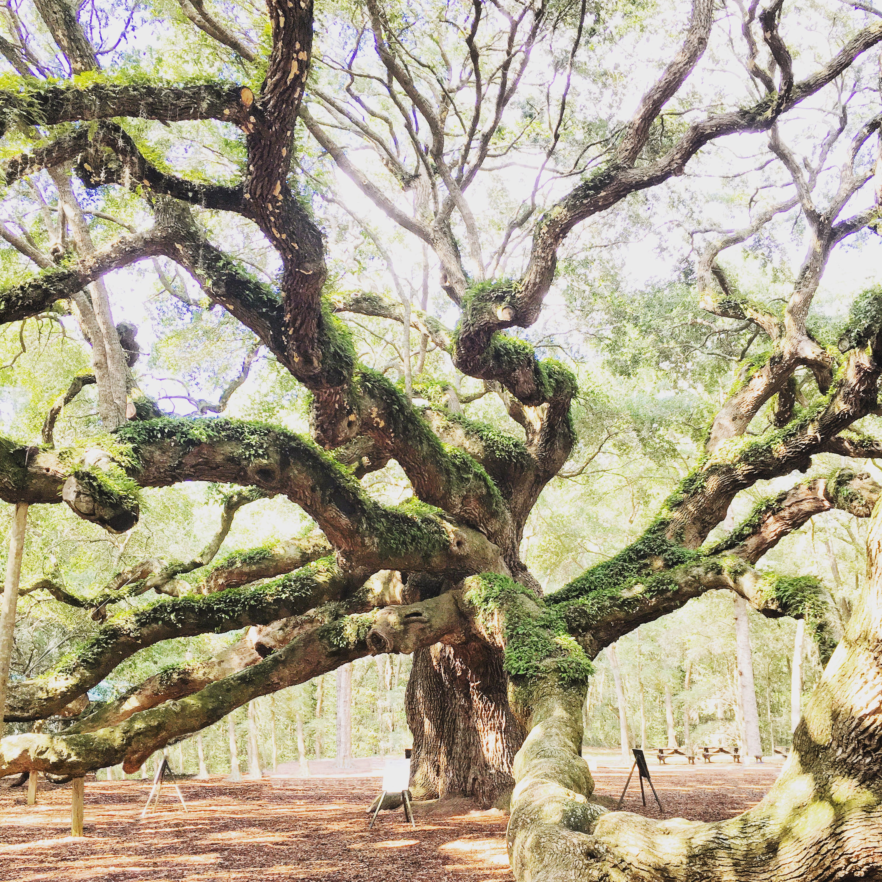 large, outdoors, south carolina, green color, beauty in nature, growth, park - man made space, trees, land, trunk, angel oak, branch, charleston, plant, Phone HD Wallpaper