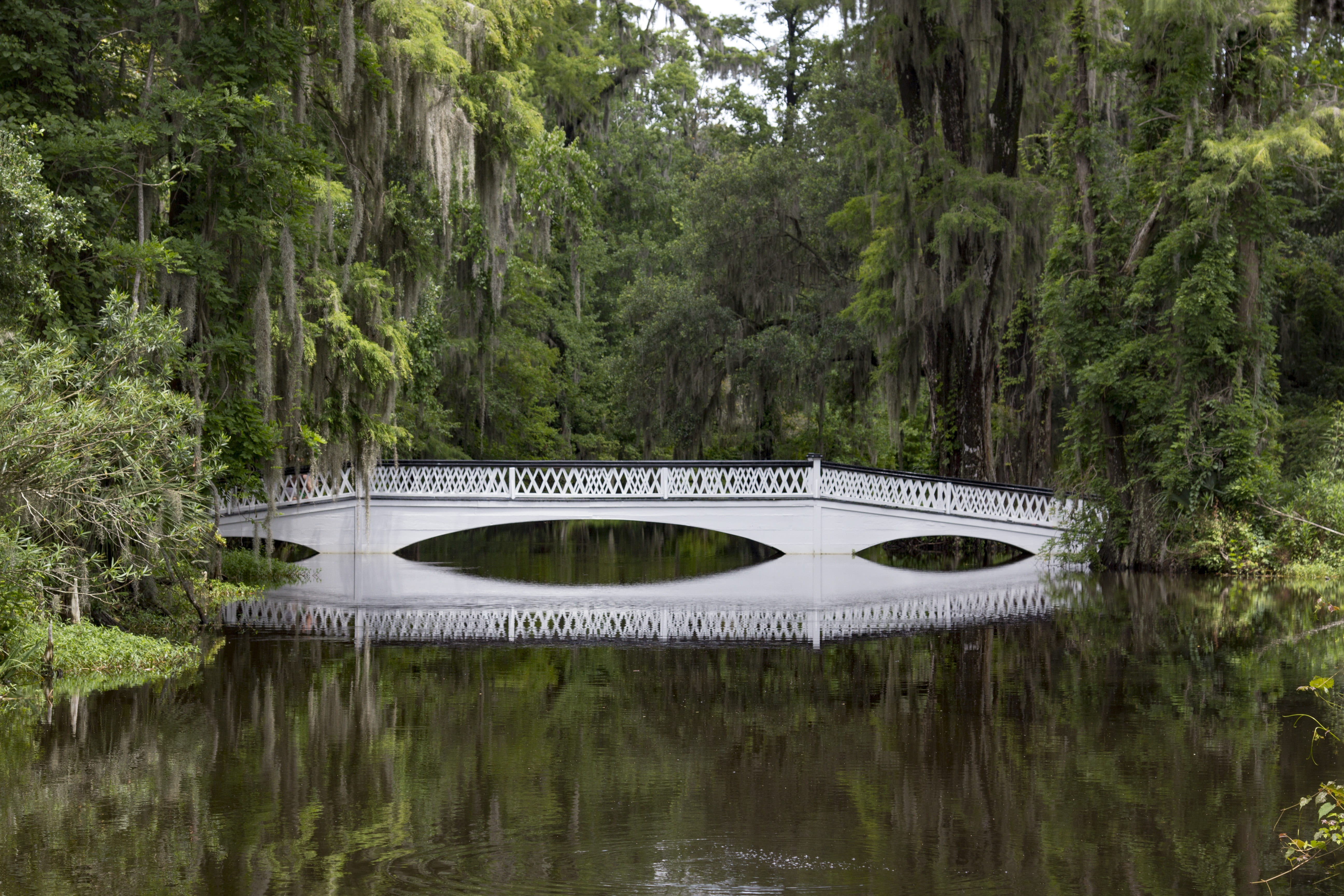 water, growth, plant, tranquility, charleston south carolina, reflection, scenics - nature, bridge, nature, non-urban scene, forest, woodland, land, day, HD Wallpaper