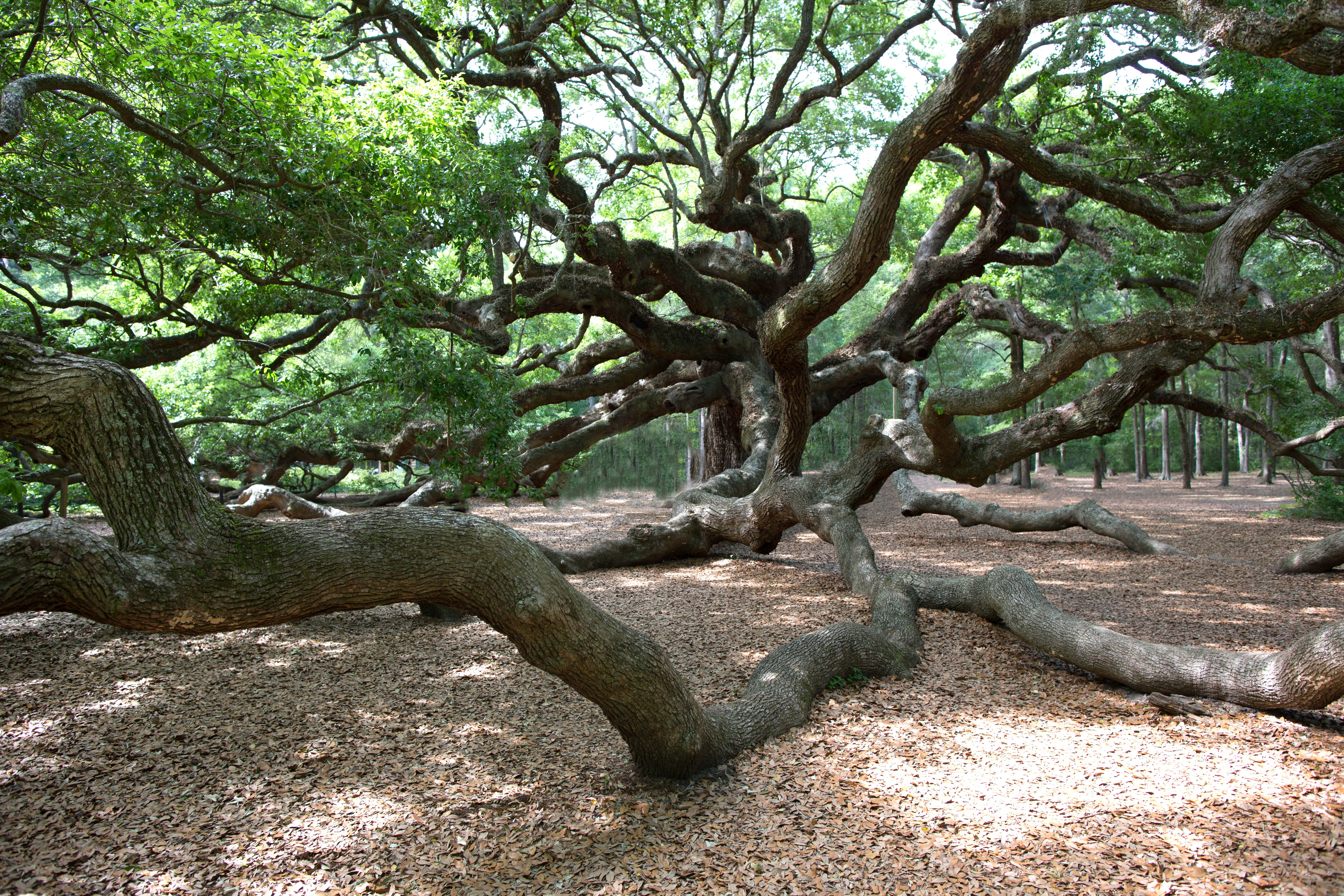 Charleston, 5K, trunk, forest, branch, green color, tree, land, Oak, environment, no people, park - man made space, growth, tranquility, outdoors, day, HD Wallpaper