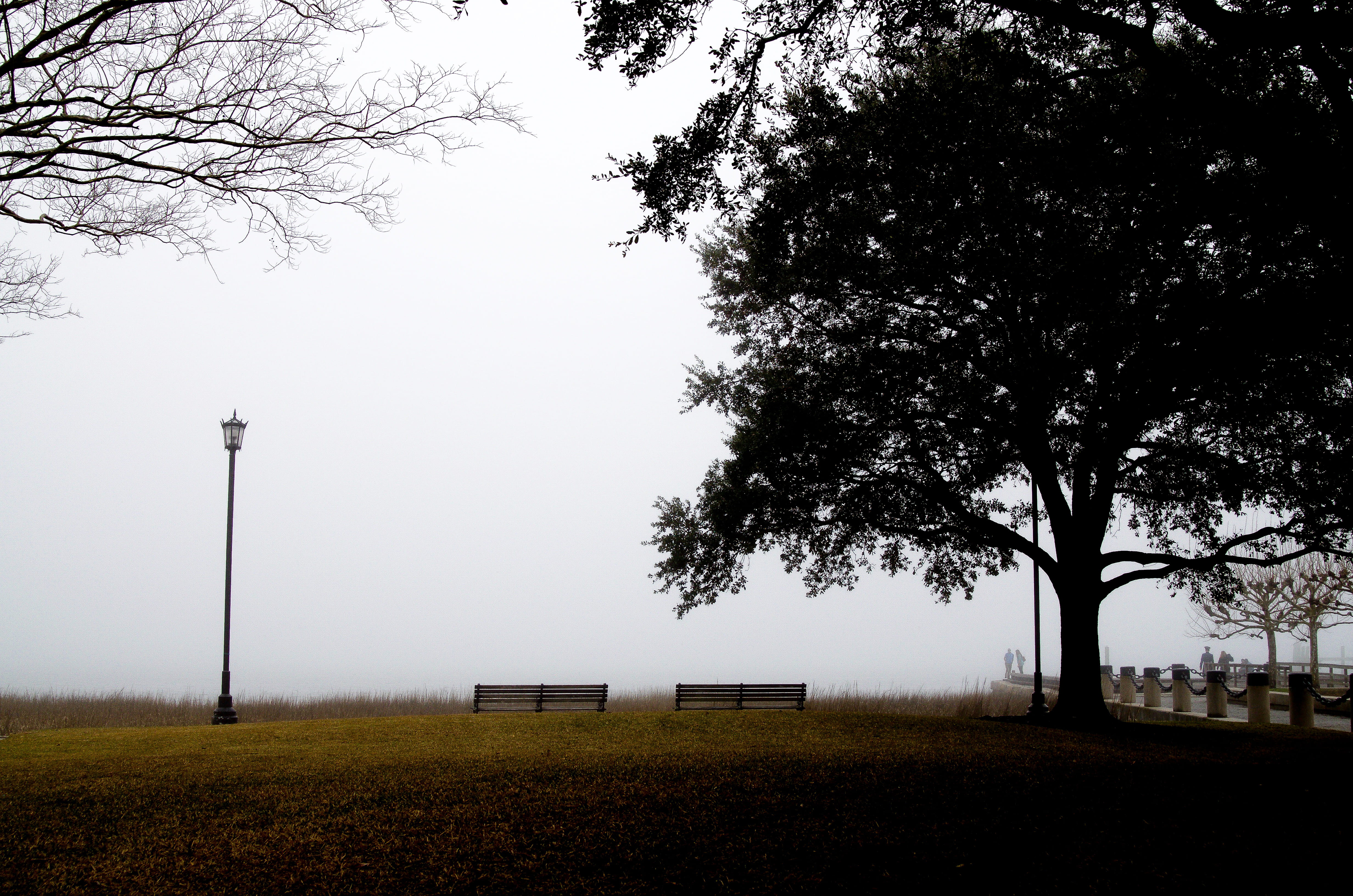 tree, no people, contrast, foggy, trees, street light, ocean, grass, beauty in nature, land, plant, nature, mood, charleston, outdoors, united states, fog, HD Wallpaper