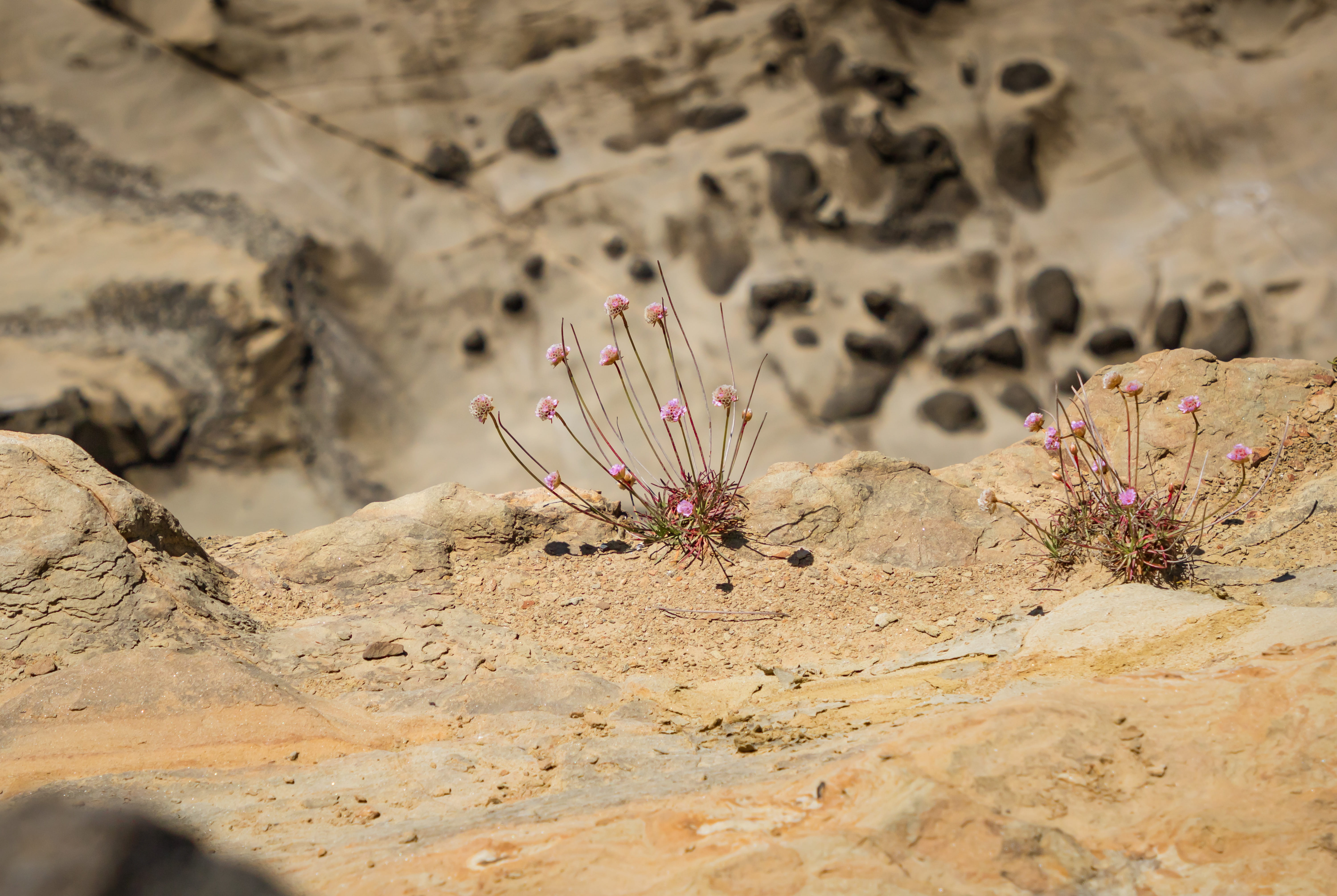 growth, shore acres state park, arid climate, solid, wilderness, no people, rock, asteraceae, flowers, climate, outdoors, blossom, ground, close-up, sand, HD Wallpaper