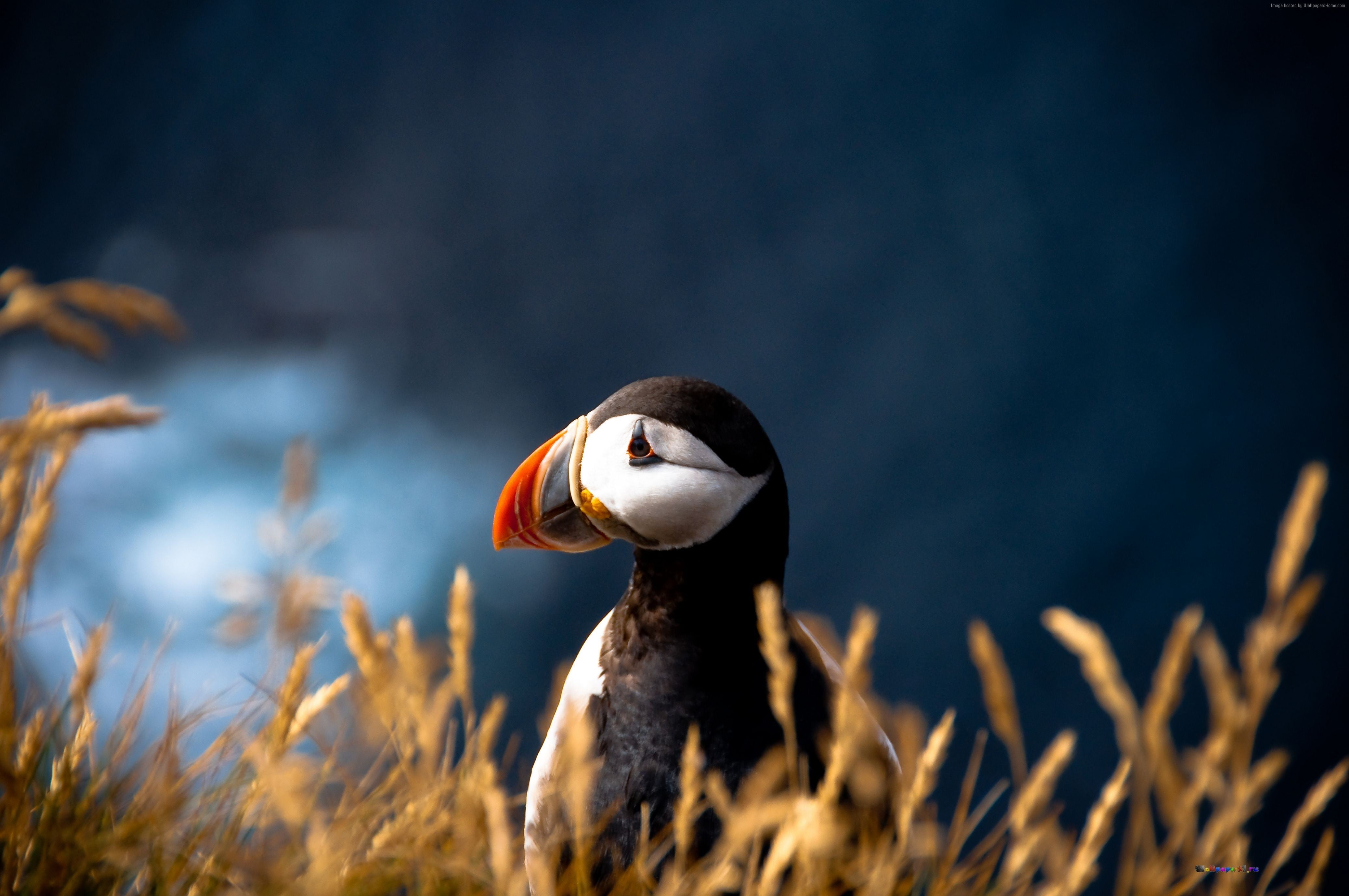 nature, one animal, land, animal body part, no people, vertebrate, day, bird, outdoors, field, puffin, beak, grass, animal head, focus on foreground, close-up, HD Wallpaper