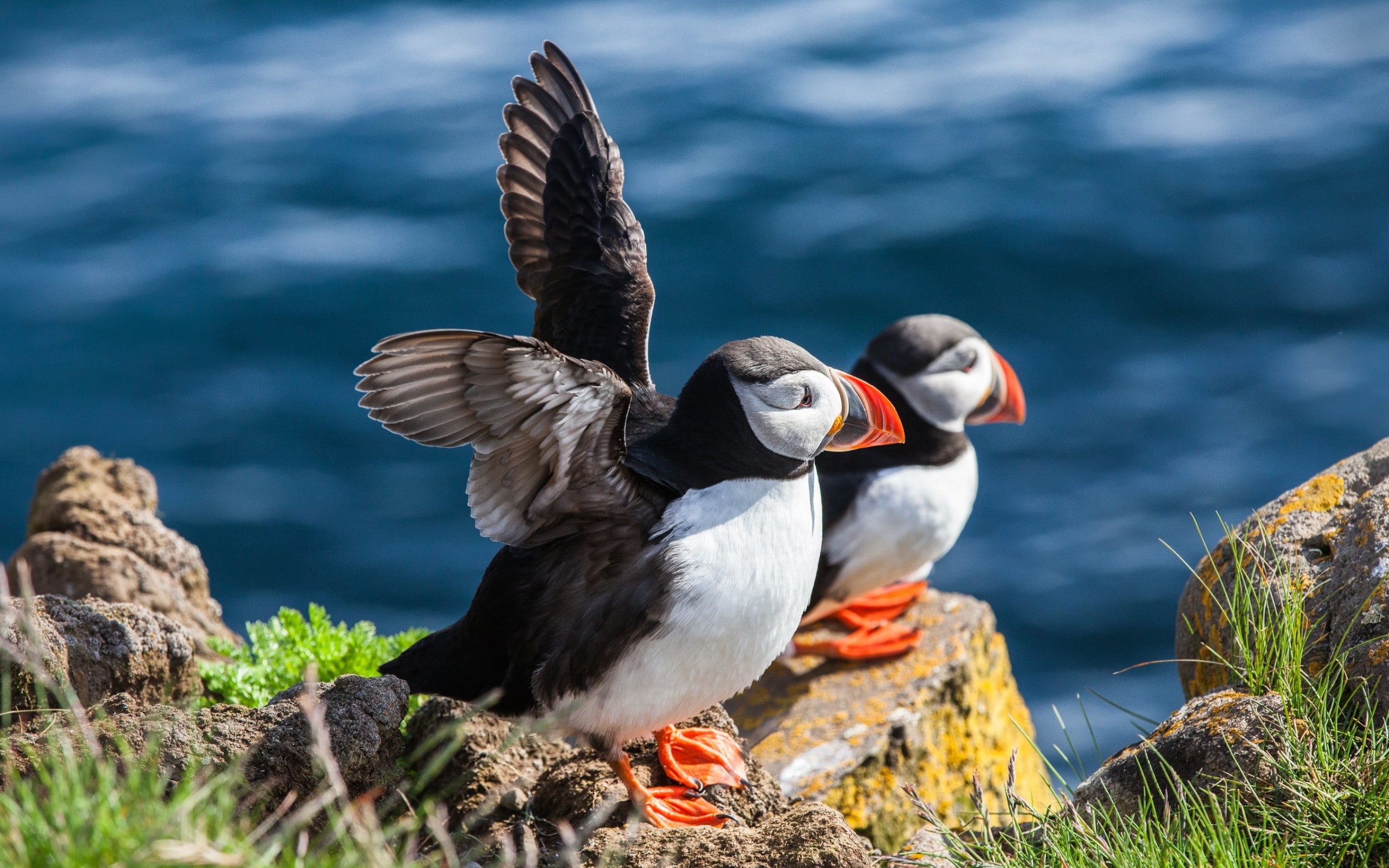 outdoors, vertebrate, coast, nature, spread wings, eagle, animals, animals in the wild, focus on foreground, landscape, birds, animal, puffins, plant, grass, HD Wallpaper