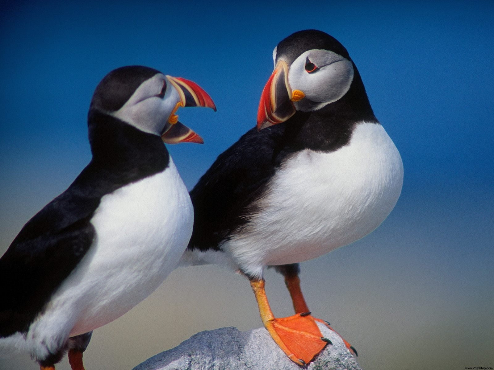 pair, 720P, puffins, HD Wallpaper