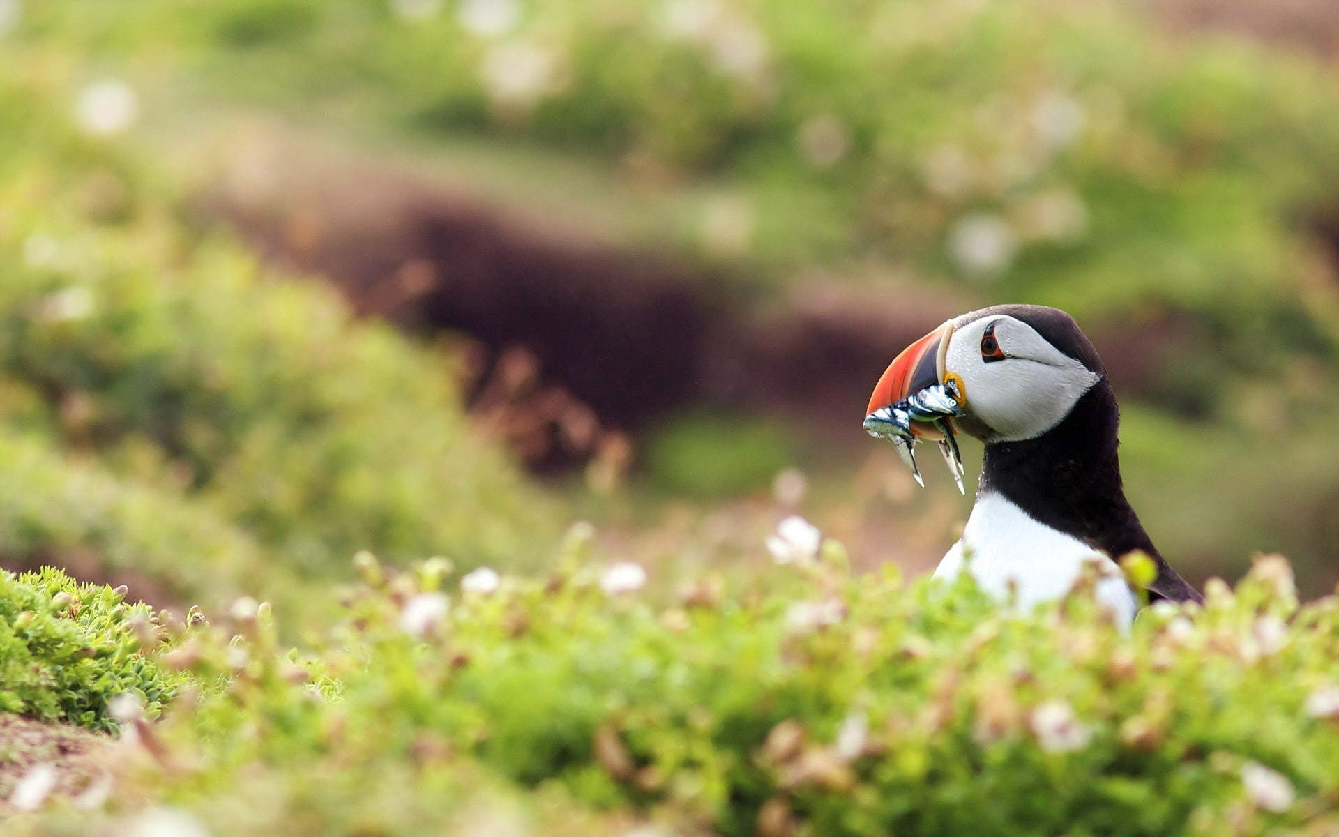1080P, close, Birds, Puffin, Fish, Eating, HD Wallpaper