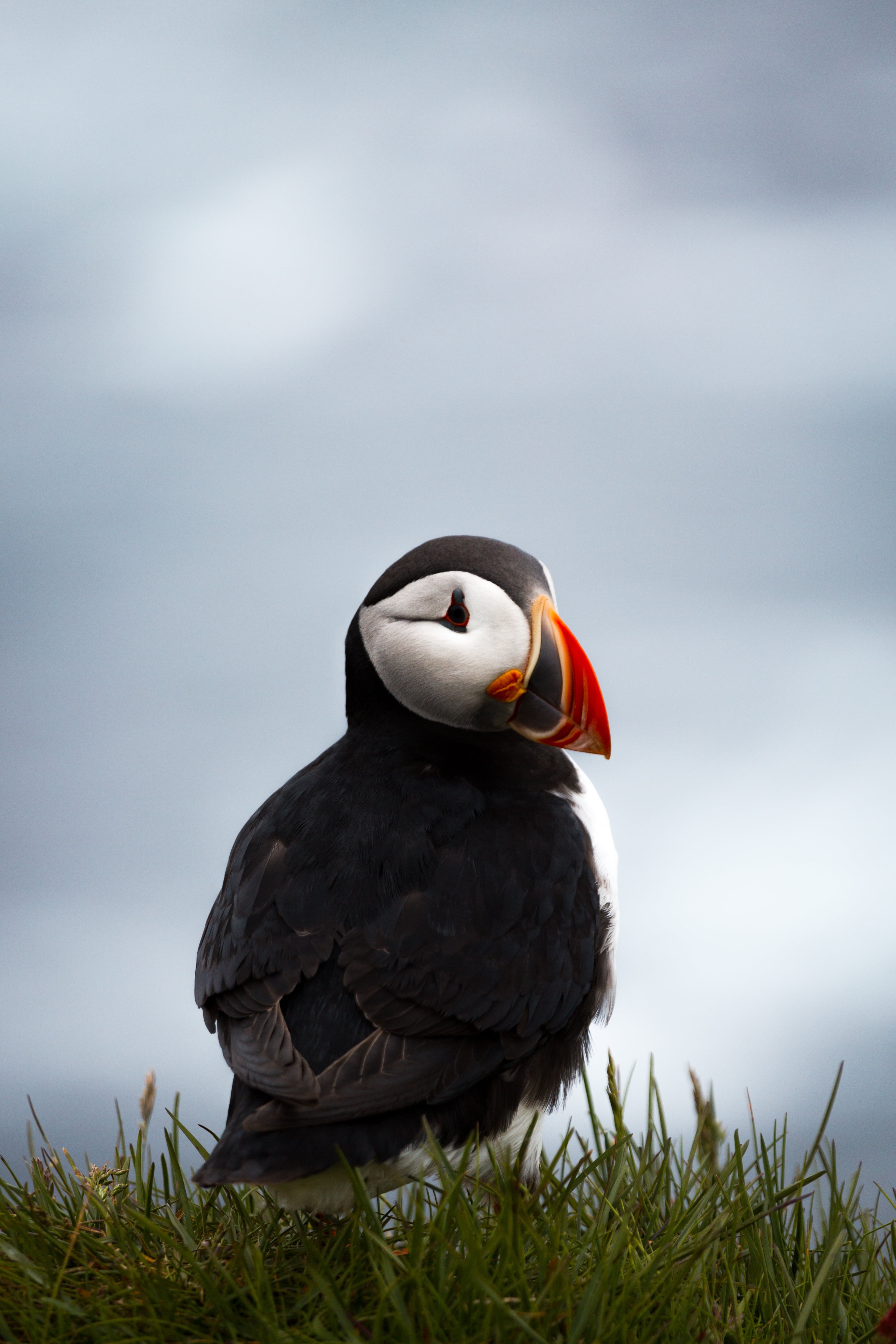 animals in the wild, perching, no people, green, vertebrate, 5K, atlantic, focus on foreground, photography, sky, animal themes, bird, puffin, closeup, Phone HD Wallpaper