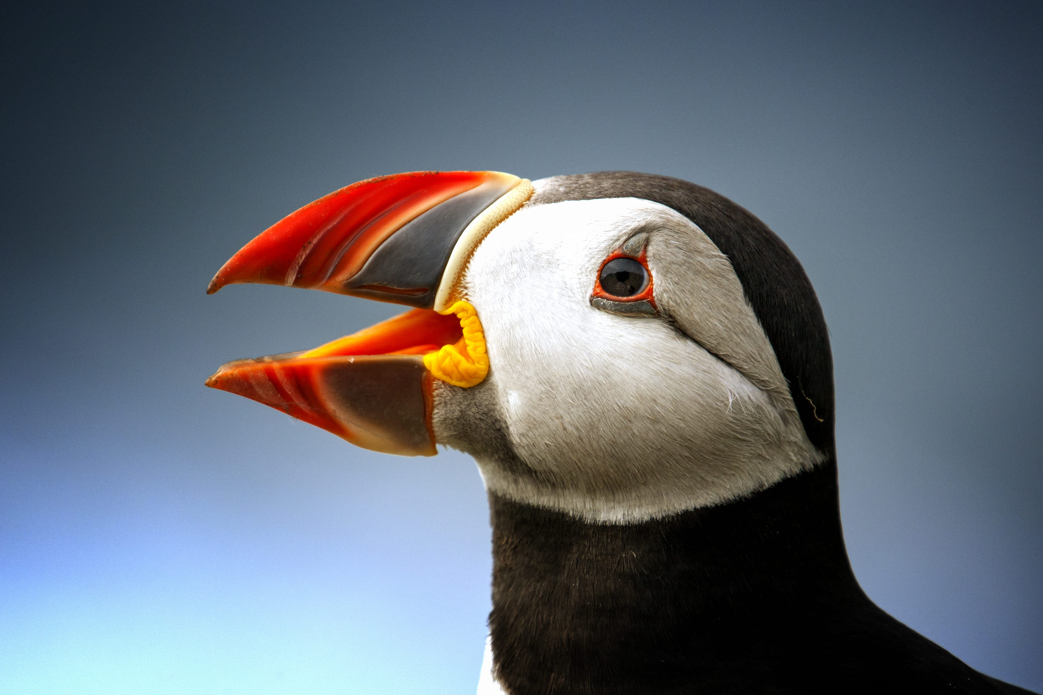 vertebrate, motley, cute, animal body part, black, blue background, colored background, eye, blue, puffin, animal wildlife, portrait, one animal, profile view, HD Wallpaper