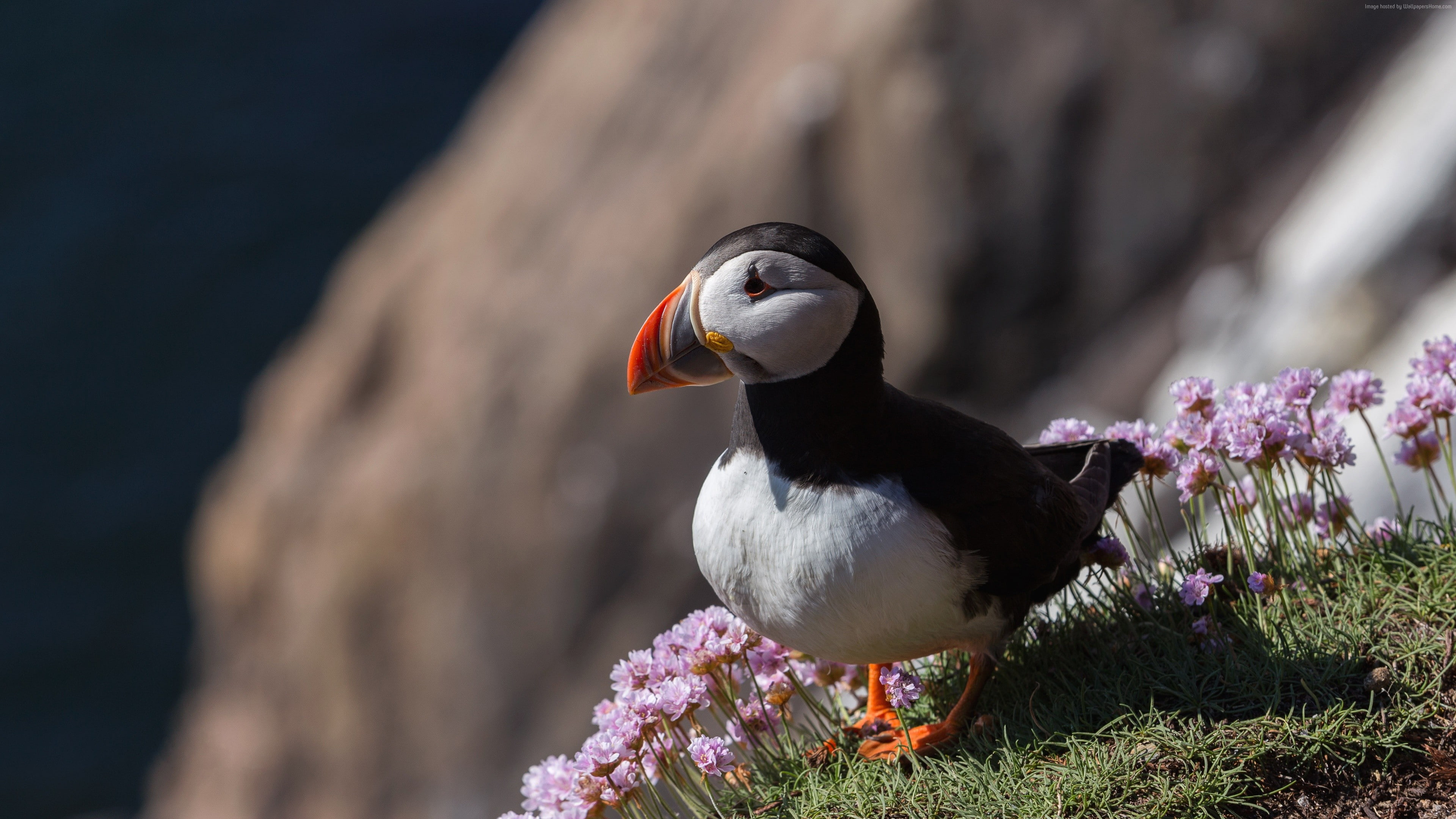 bird, Puffin, 4K, 4K, HD Wallpaper