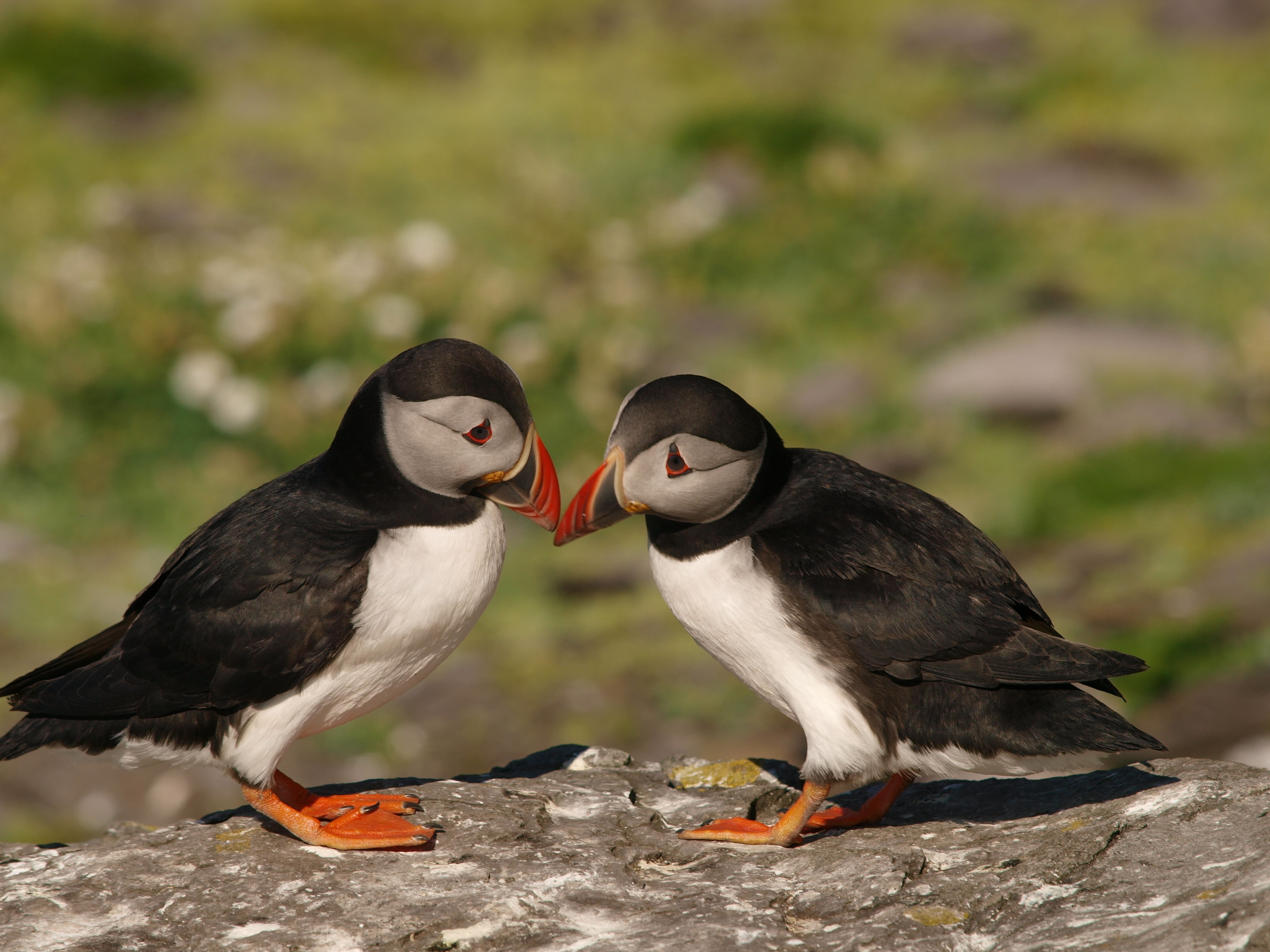 blur, puffins, Birds, puffin, 2K, stone, boulder, pair, burds, background, HD Wallpaper