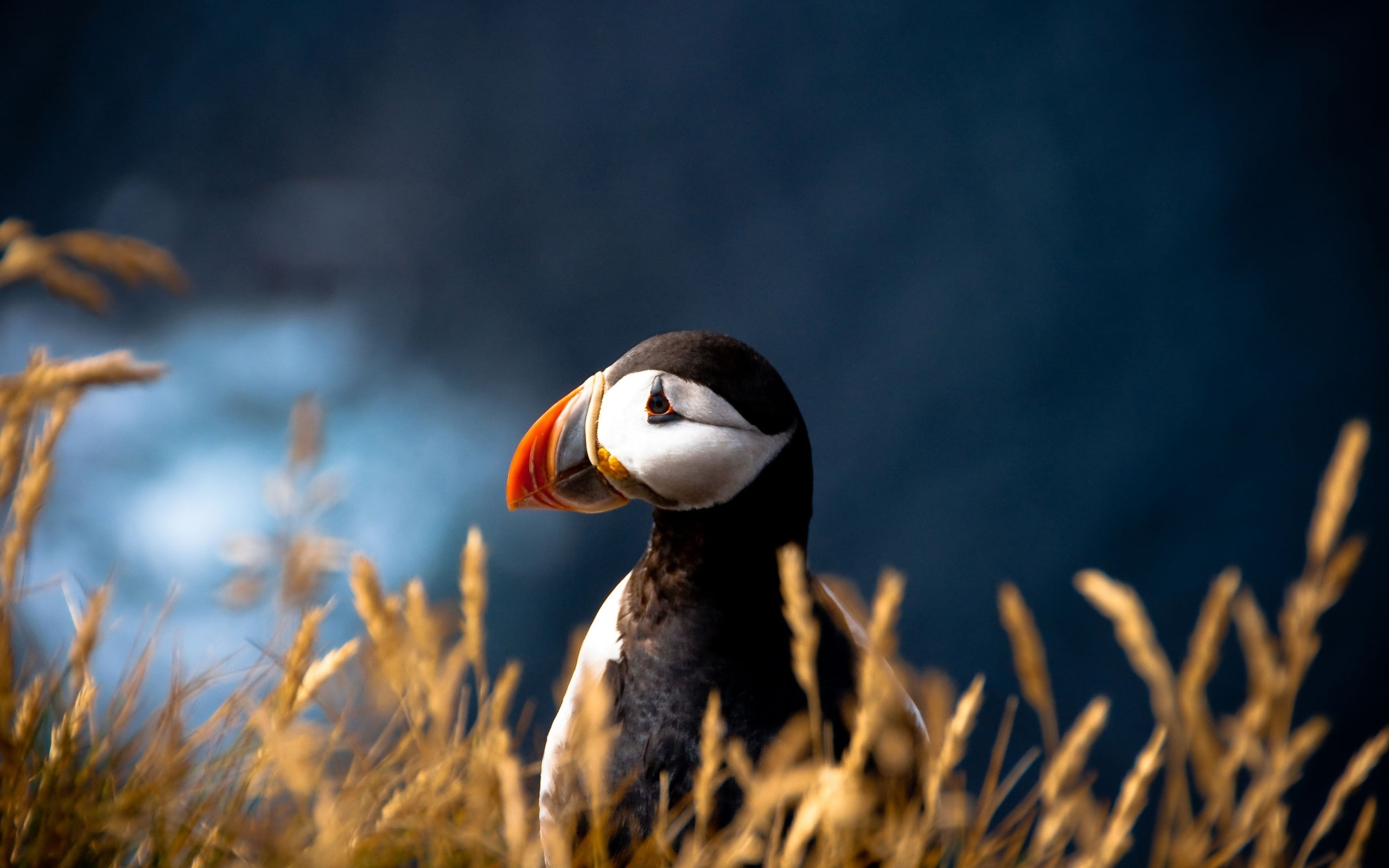 blurred, birds, closeup, animals, 2K, nature, puffins, HD Wallpaper