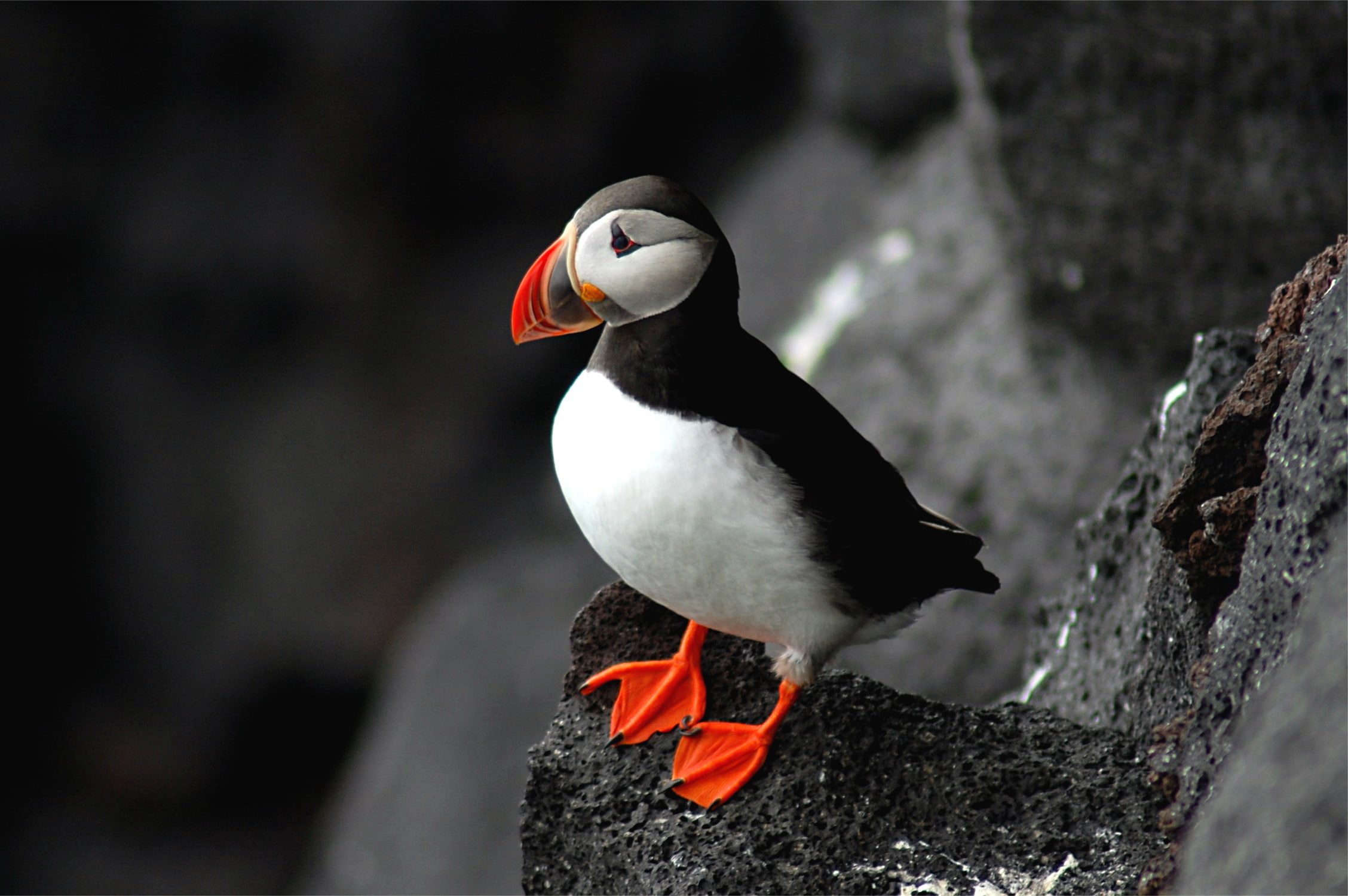 rock, Fratercula arctica, Atlantic puffin, 1080P, Puffin, Bird, HD Wallpaper