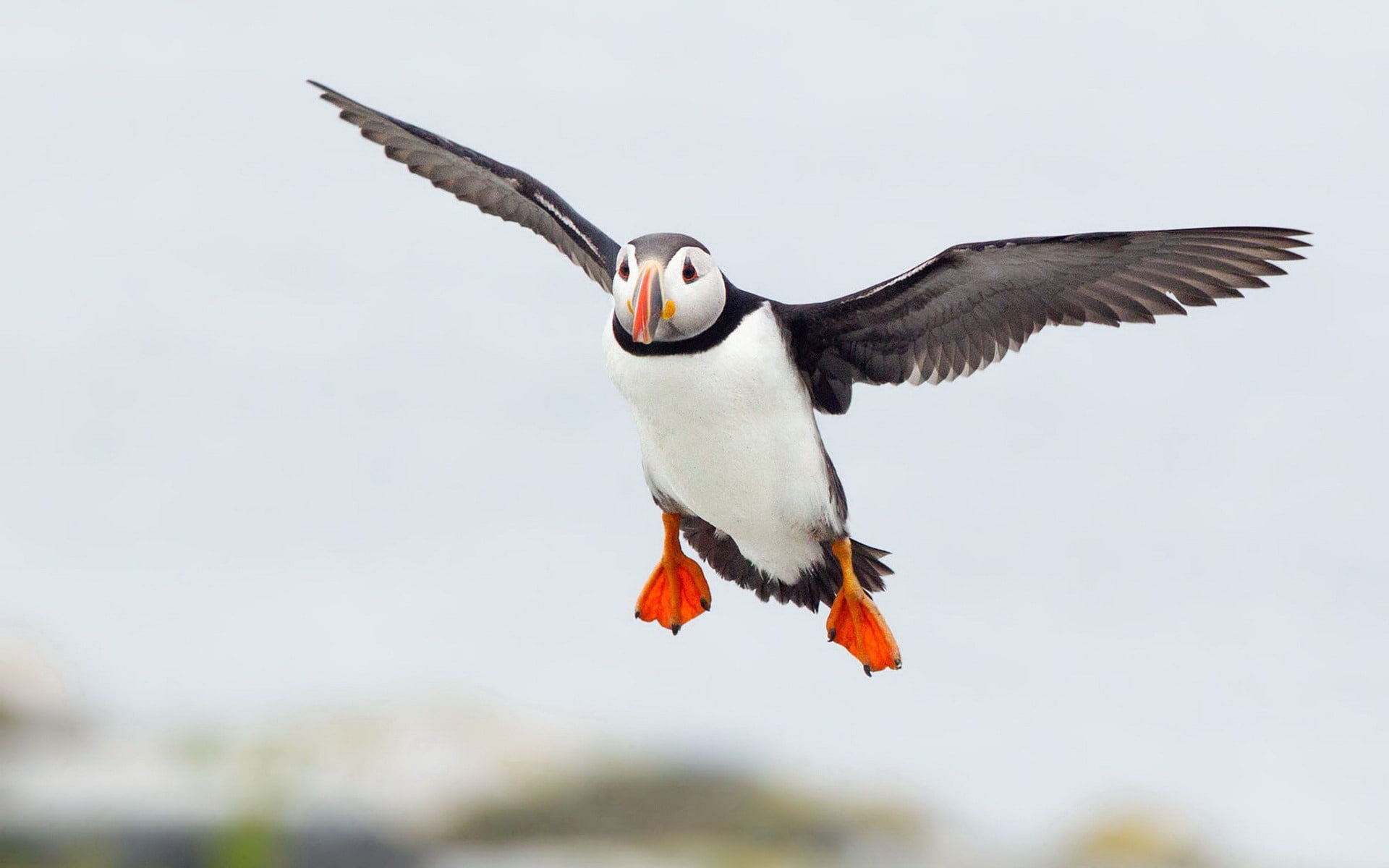 animal wildlife, 1080P, animal wing, photography, puffin, cute, one animal, mid-air, animals in the wild, animal themes, elf, outdoors, no people, HD Wallpaper