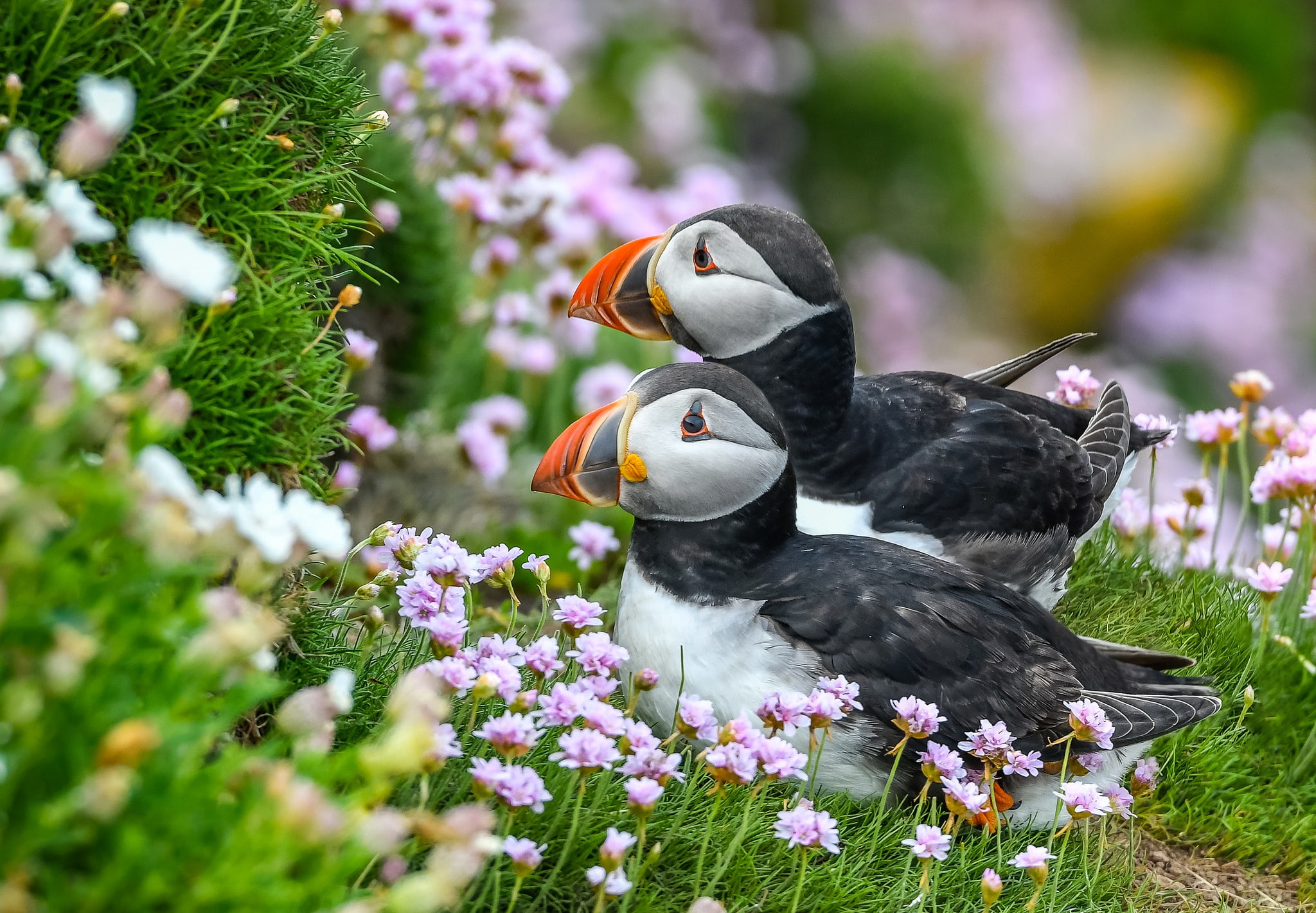 summer, grass, stalled, positive, beauty, look, stubs, a couple, two, birds, pair, Atlantic puffin, sitting, bright, flowers, background, 1080P, HD Wallpaper