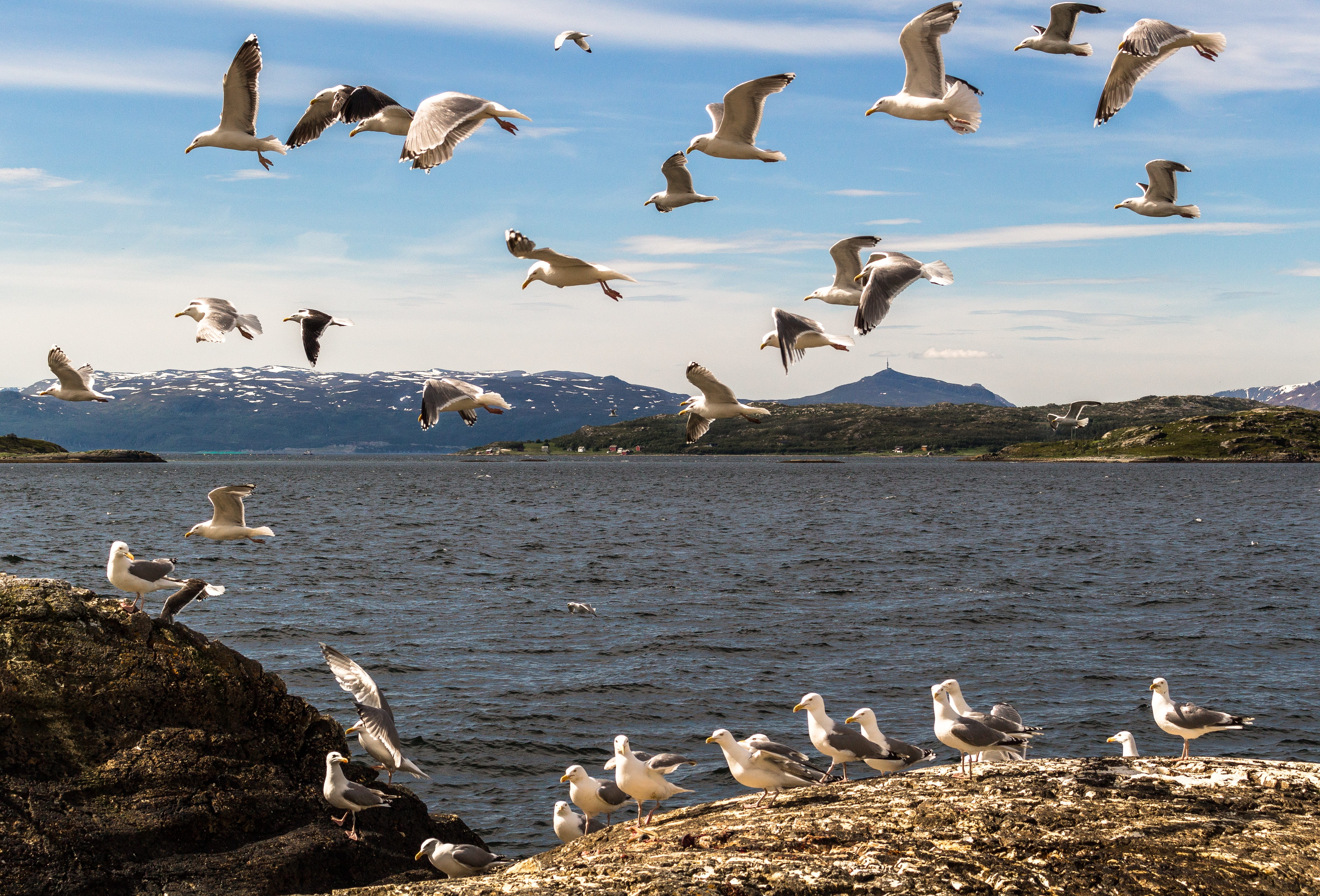the coastal, sea, animals in the wild, water, animal themes, group of animals, coast, beauty in nature, day, norwegian, flying, outdoors, no people, vertebrate, HD Wallpaper