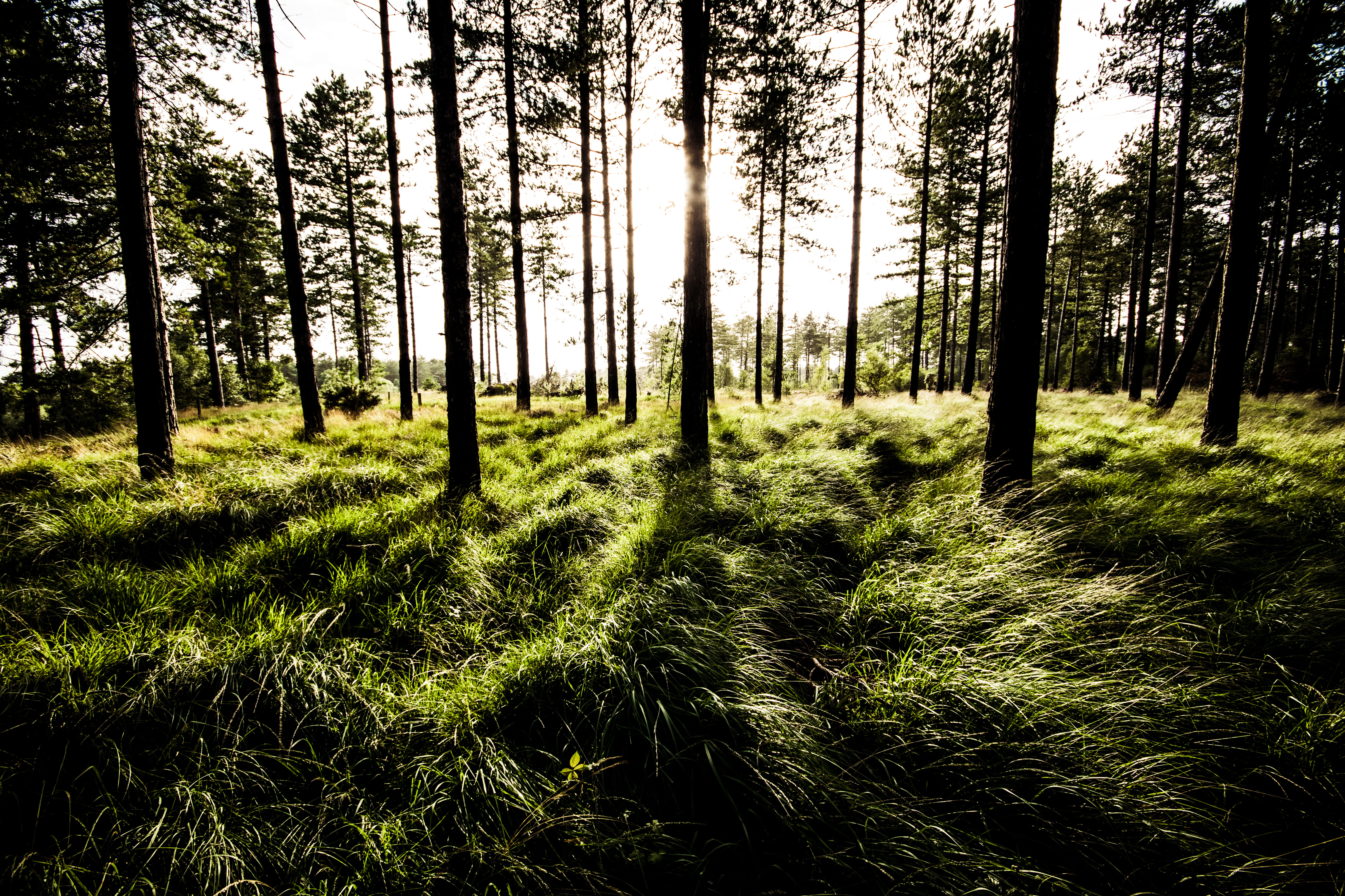 sunlight, tree, shadows, no people, day, outdoors, trunk, forest, woods, growth, nature, tranquil scene, green, 5K, beauty in nature, bright, grass, landscape, HD Wallpaper