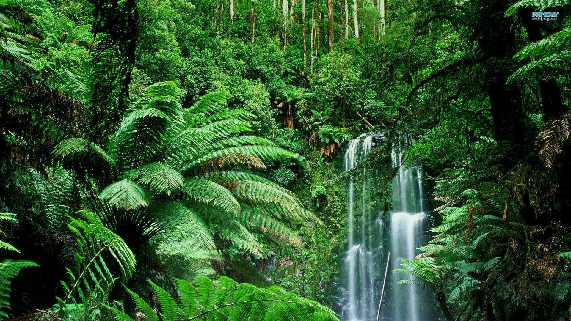 forest, beauchamp, waterfalls, nature and landscapes, gorgeous, 1080P, falls, HD Wallpaper