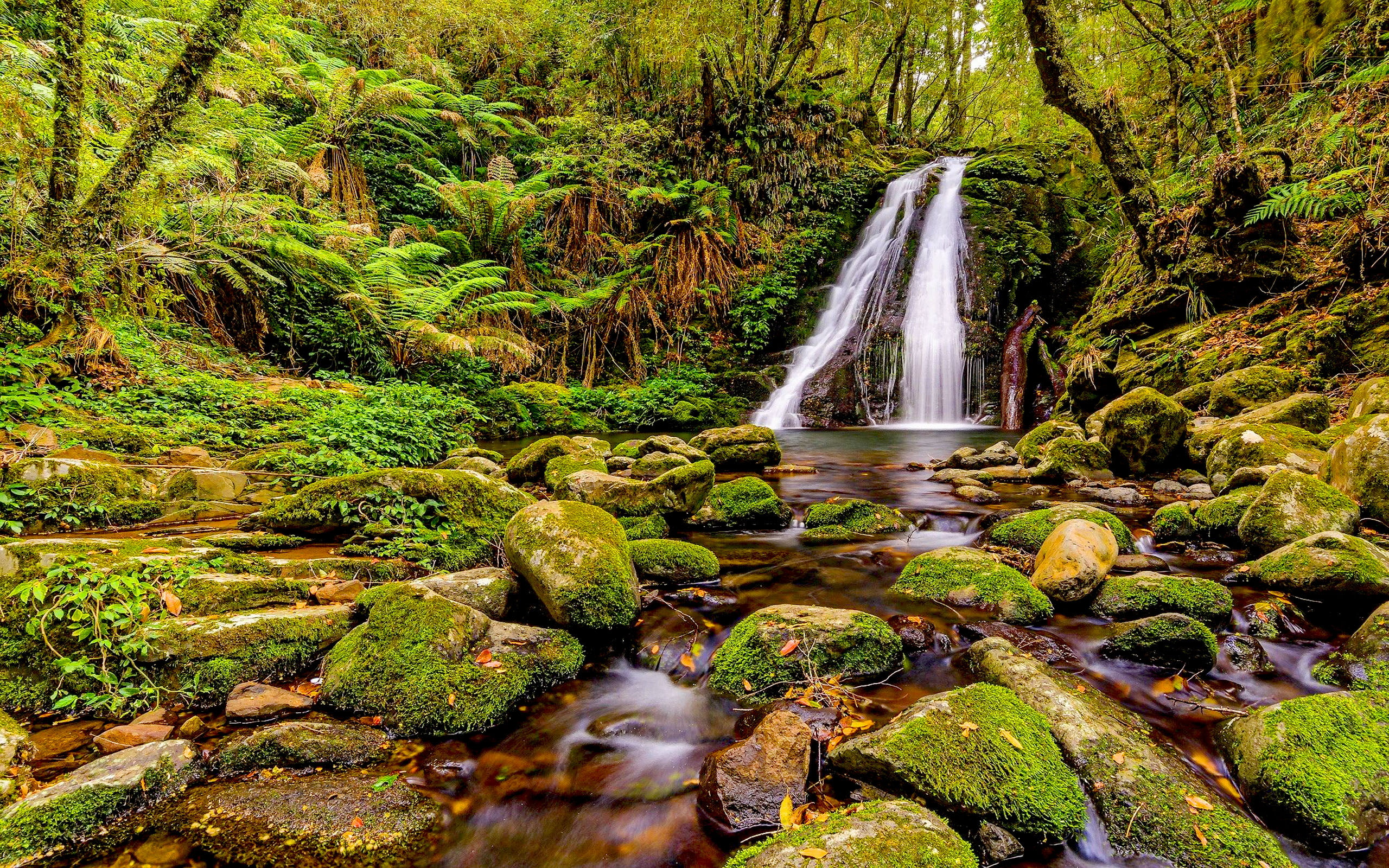 vegetation, covered, rainforests, 2K, green, stones, australia, fern, desktop, hd, moss, jungle, lush, tree, gondwana, HD Wallpaper