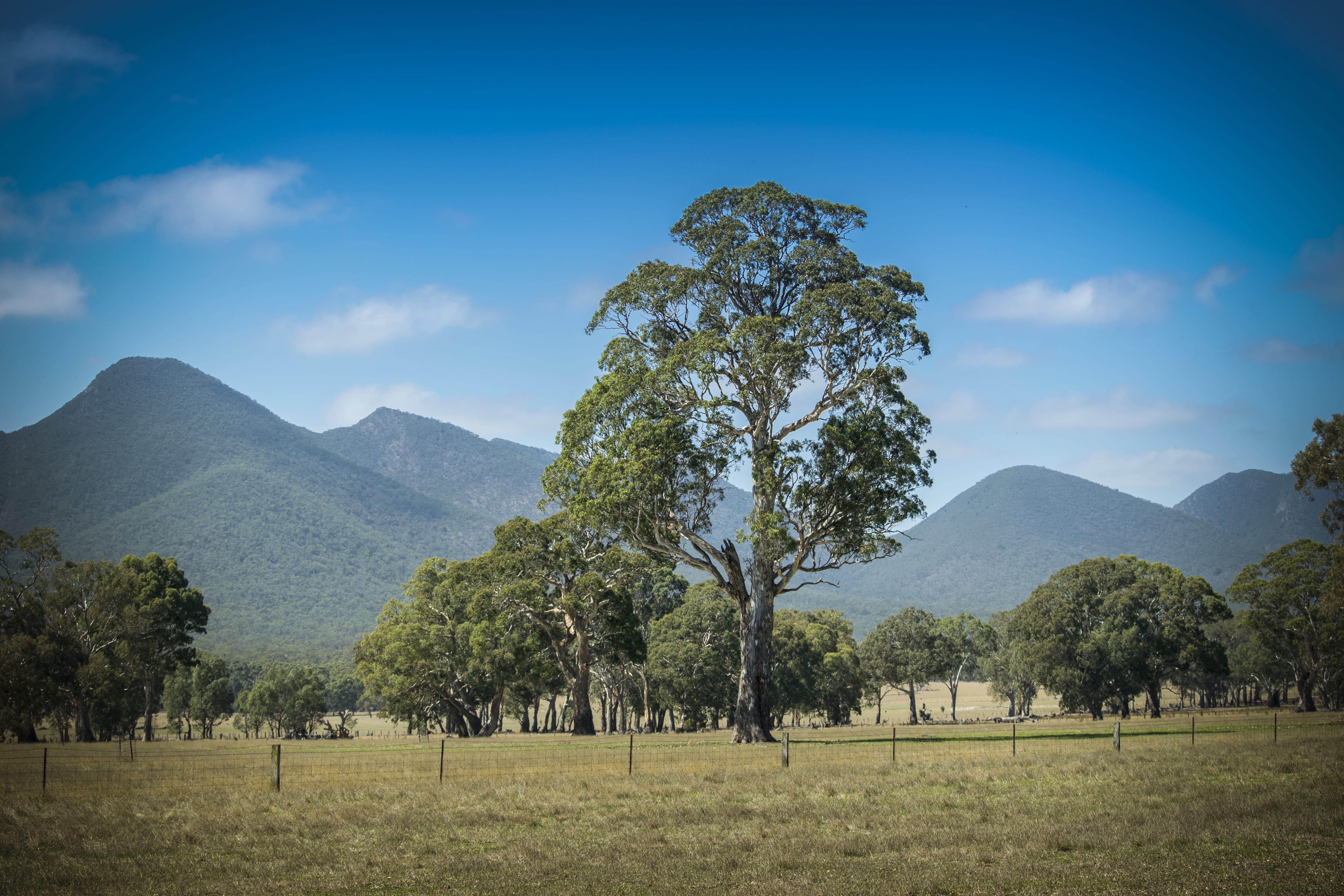 scenics - nature, rural, beauty in nature, 5K, grass, scenics, tranquility, rural Scene, green Color, sky, trees, mountain peak, australia, Grampians, HD Wallpaper