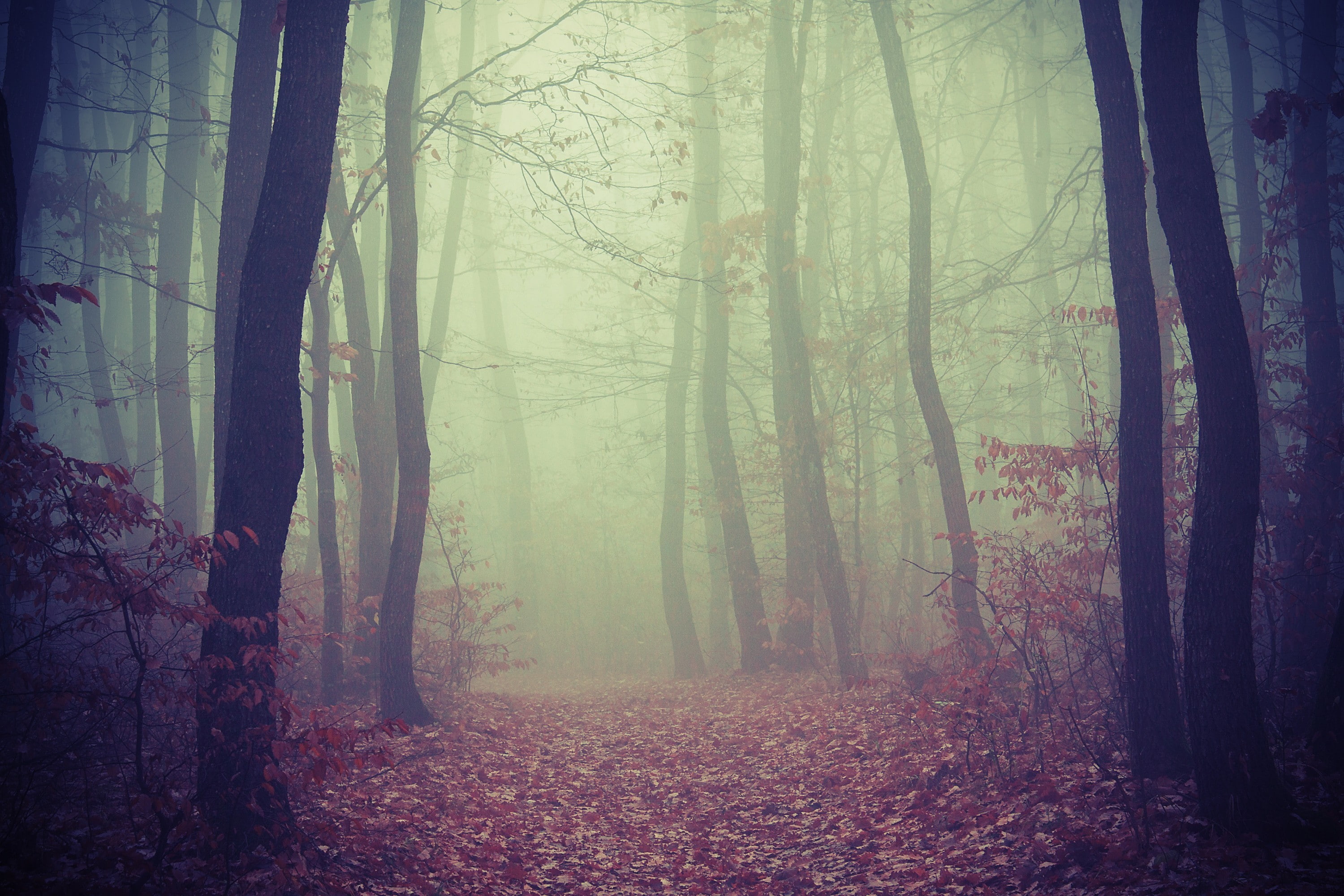 trees, mist, fall, nature, forest, path, filter, 2K, red, HD Wallpaper
