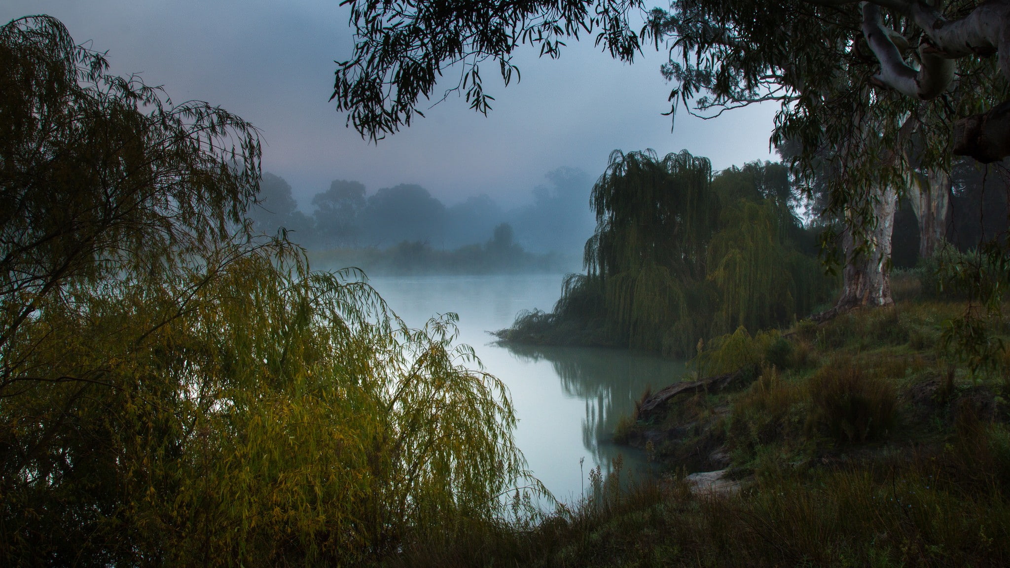 trees, nature, morning, forest, mist, landscape, 1080P, lake, Australia, HD Wallpaper