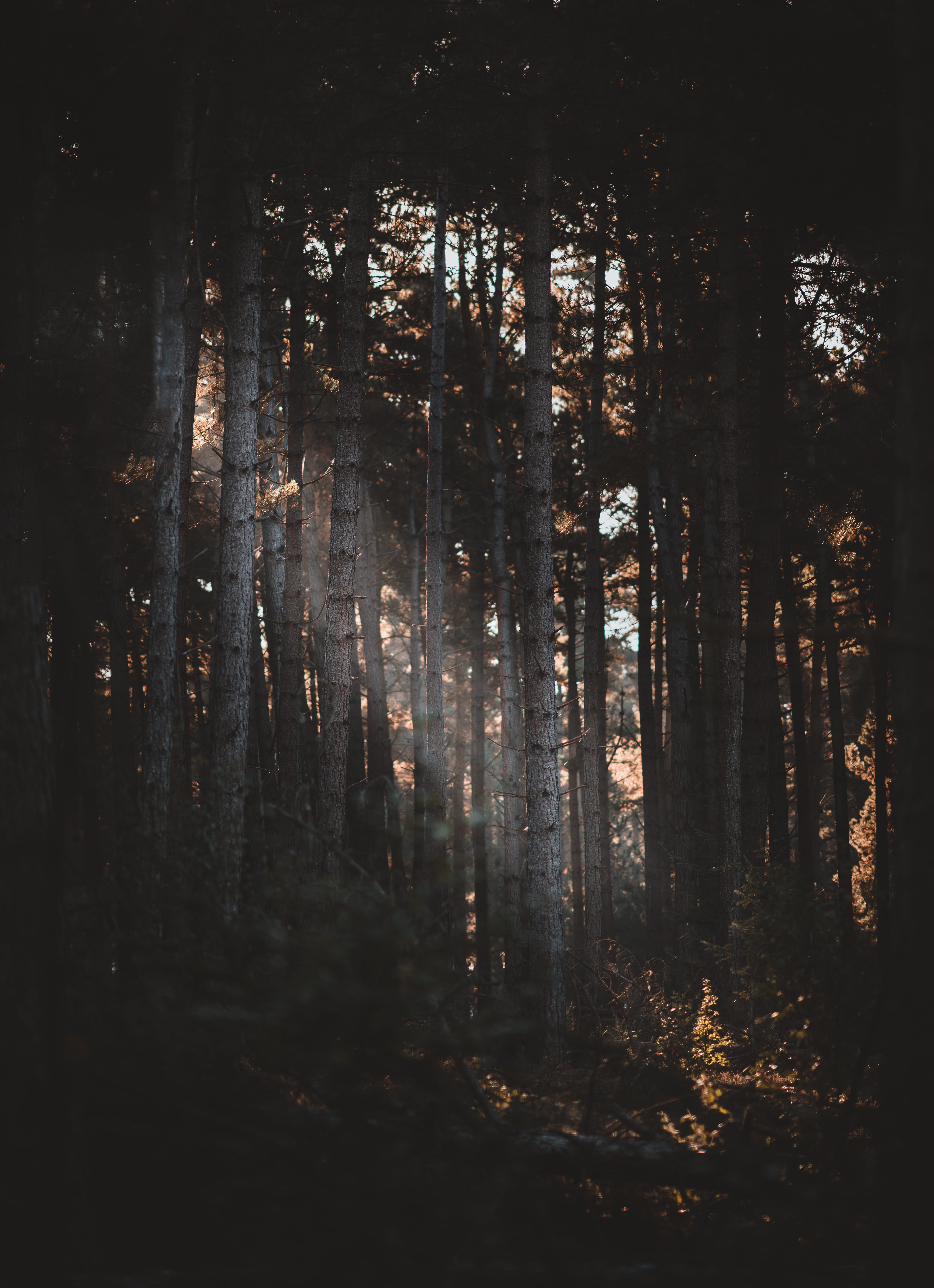 light ray, leaf, sun, tree Trunk, sunset, landscape, environment, tree, wildlife, branch, rural Scene, pine Tree, mystery, brown, season, 5K, nature, sunbeam, Phone HD Wallpaper