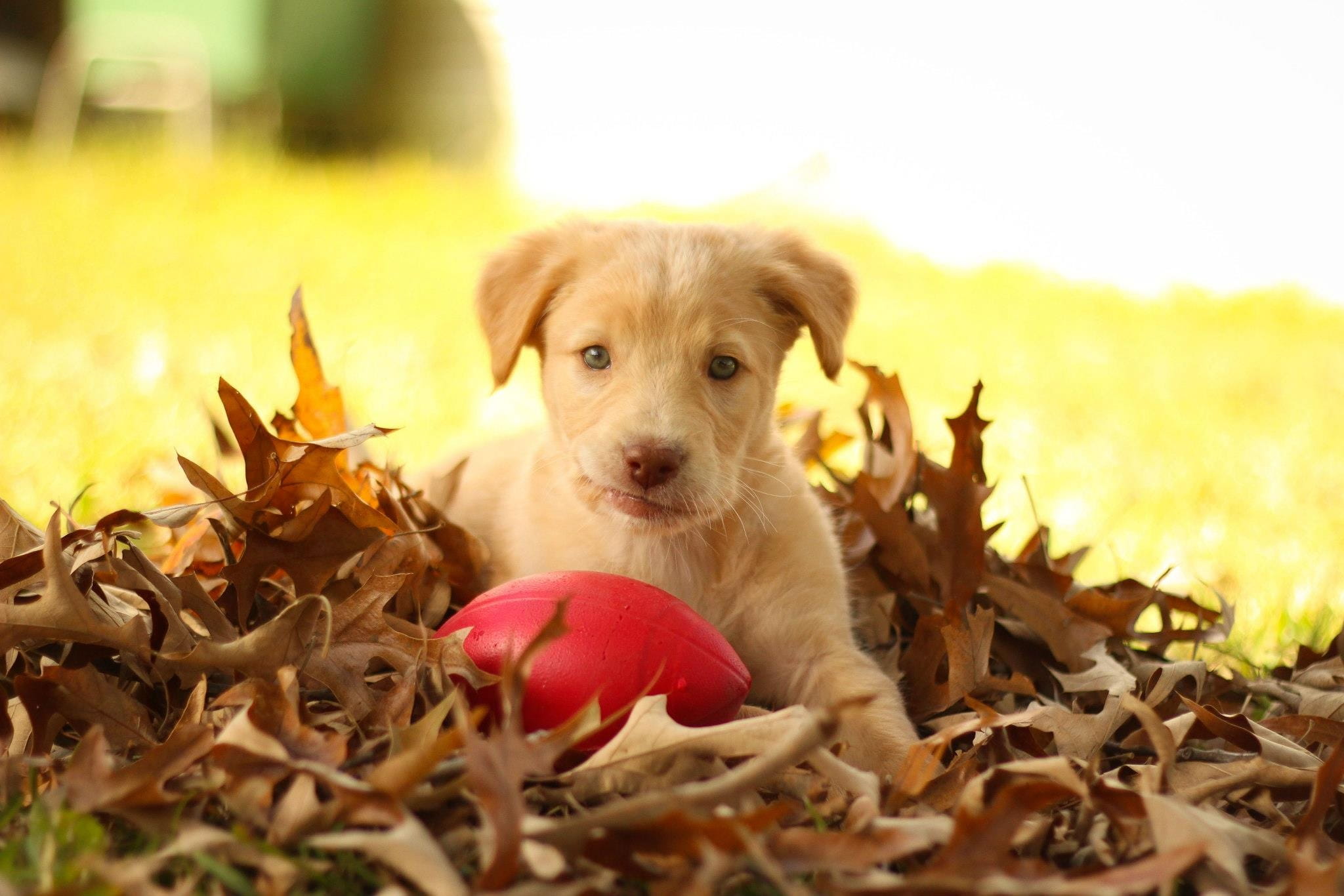 close, plant part, close-up, nature, golden, labrador, purebred Dog, domestic Animals, puppy, fall, one animal, pet, canine, playing, selective focus, animal head, HD Wallpaper