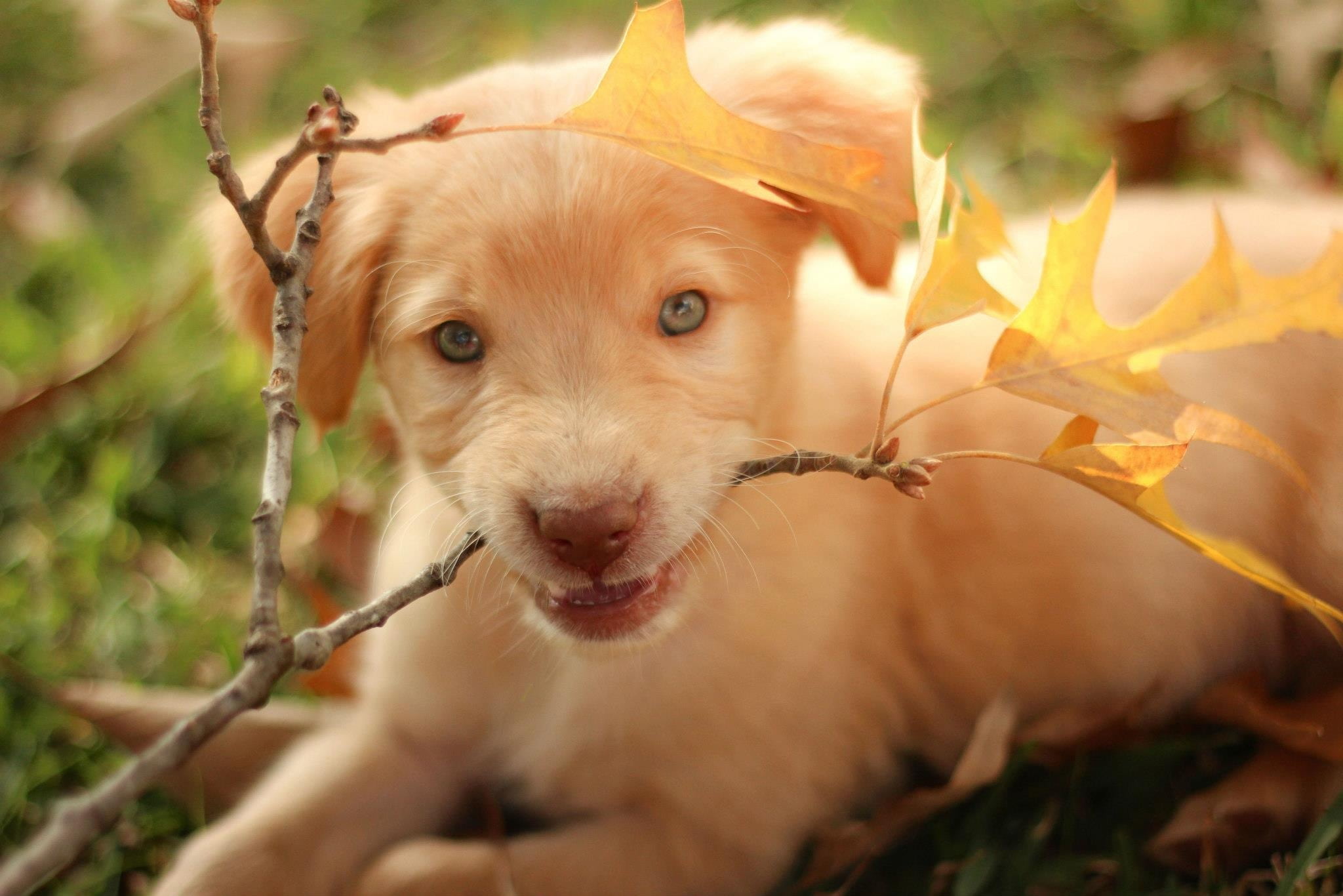 stick, plant, selective focus, labrador, white, brown, one animal, looking at camera, plant part, animal, people, mix, leaves, short, domestic animals, HD Wallpaper