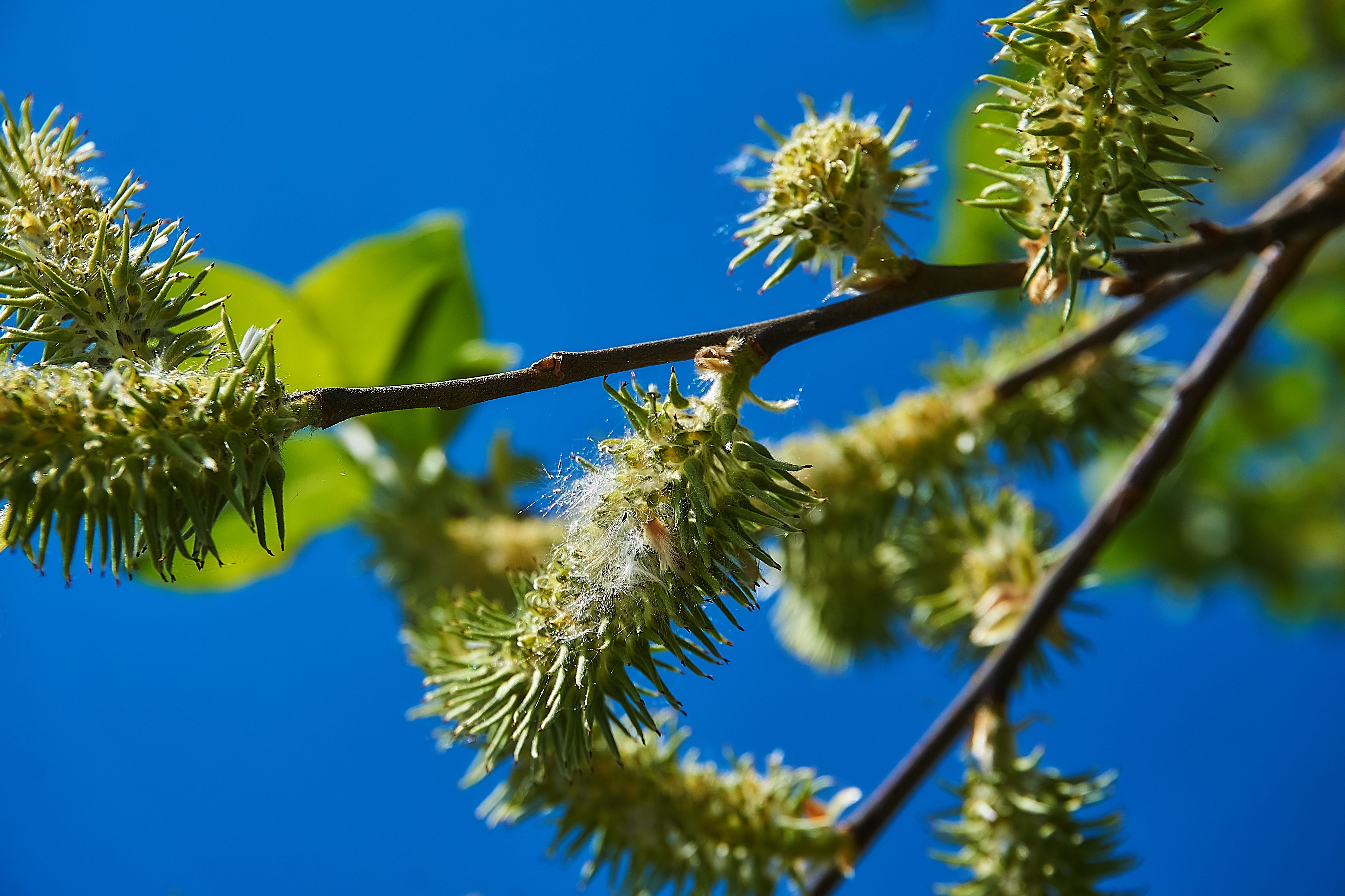 sal pasture, tree, day, sunlight, no people, coniferous tree, willow catkin, clear sky, tranquility, palm pasture, early bloomer, close-up, frühlingsanfang, HD Wallpaper