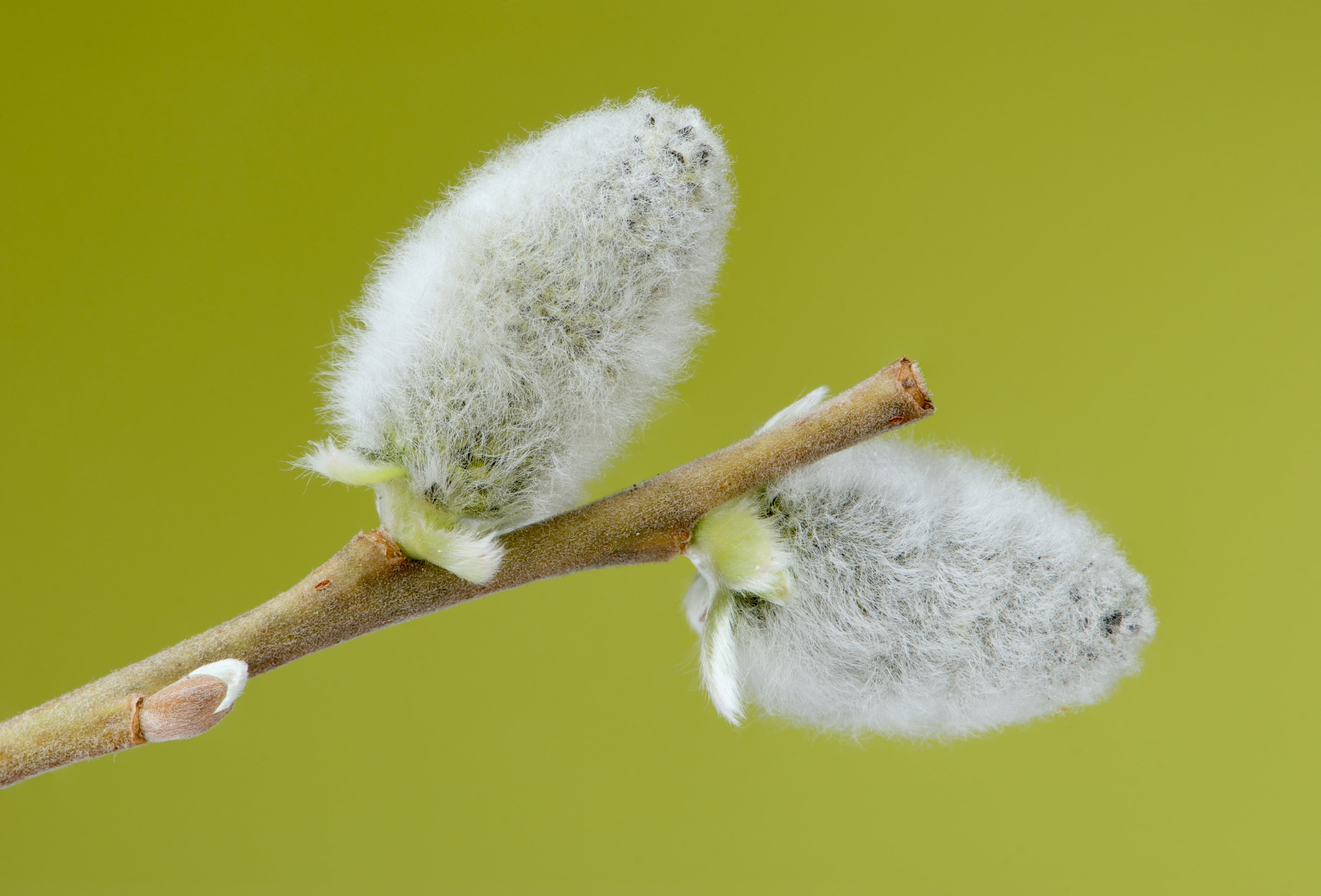 seeds, branch, vulnerability, grazing kate, pasture, no people, cotton, white color, twig, animal wildlife, softness, plant, palm kitten, colored background, HD Wallpaper