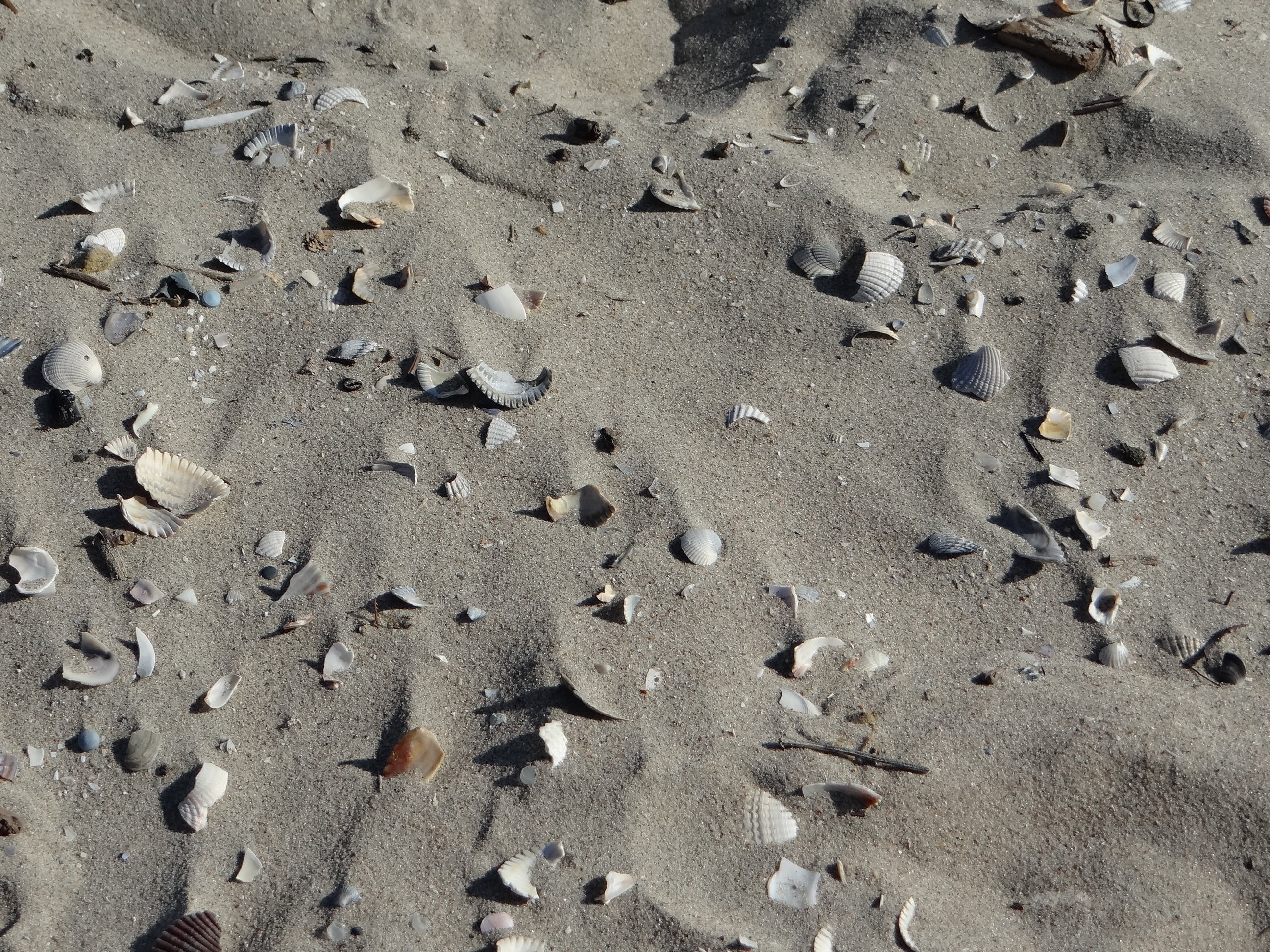 sea, animal themes, backgrounds, sunlight, animal wildlife, full frame, track - imprint, north, shell, beige, summer, animal, print, dry sand, day, broken, HD Wallpaper