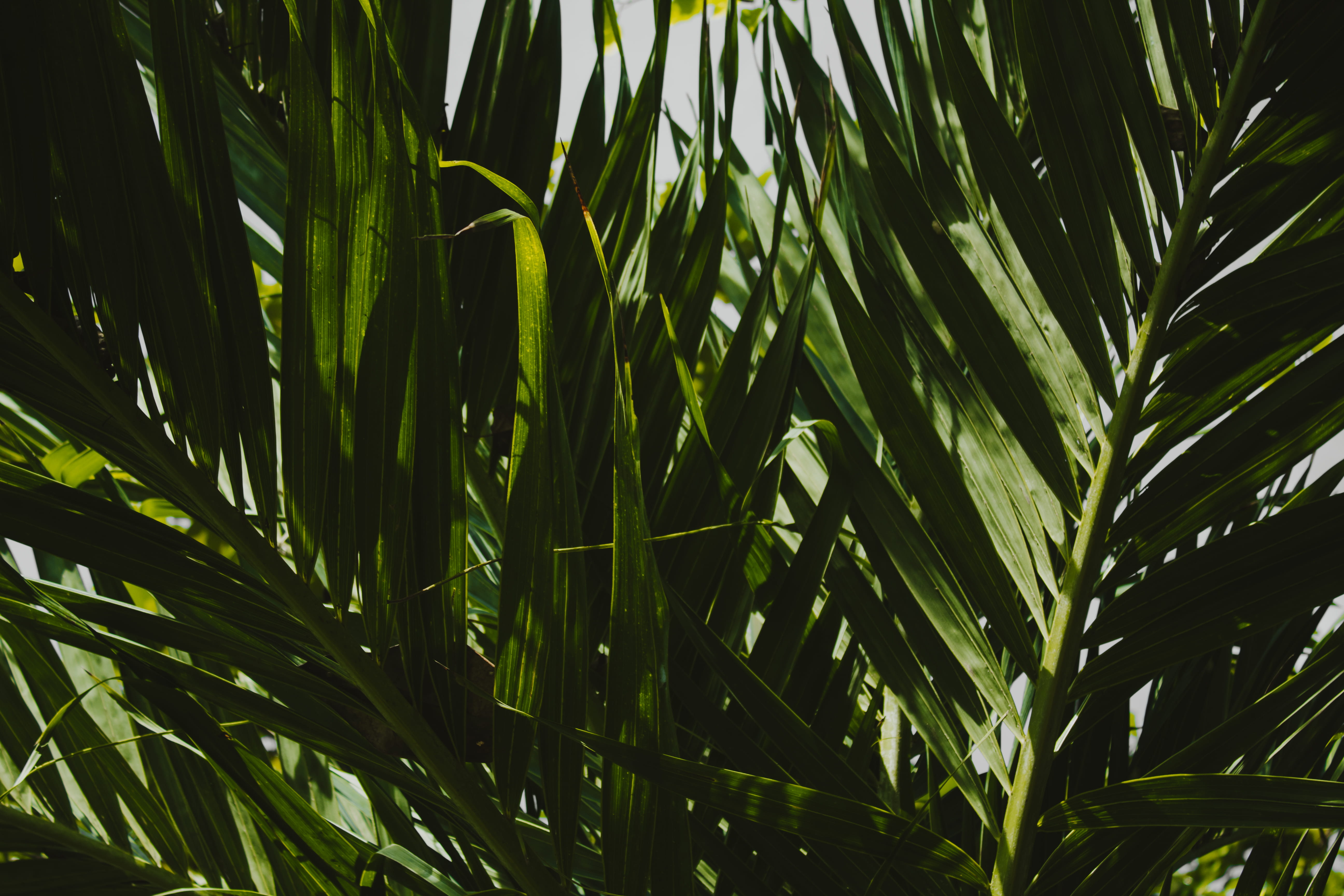 full frame, palm tree, greenery, green, tree, beach, trees, flower, palm leaf, no people, plants, backgrounds, day, bali, tropical climate, beauty in nature, HD Wallpaper