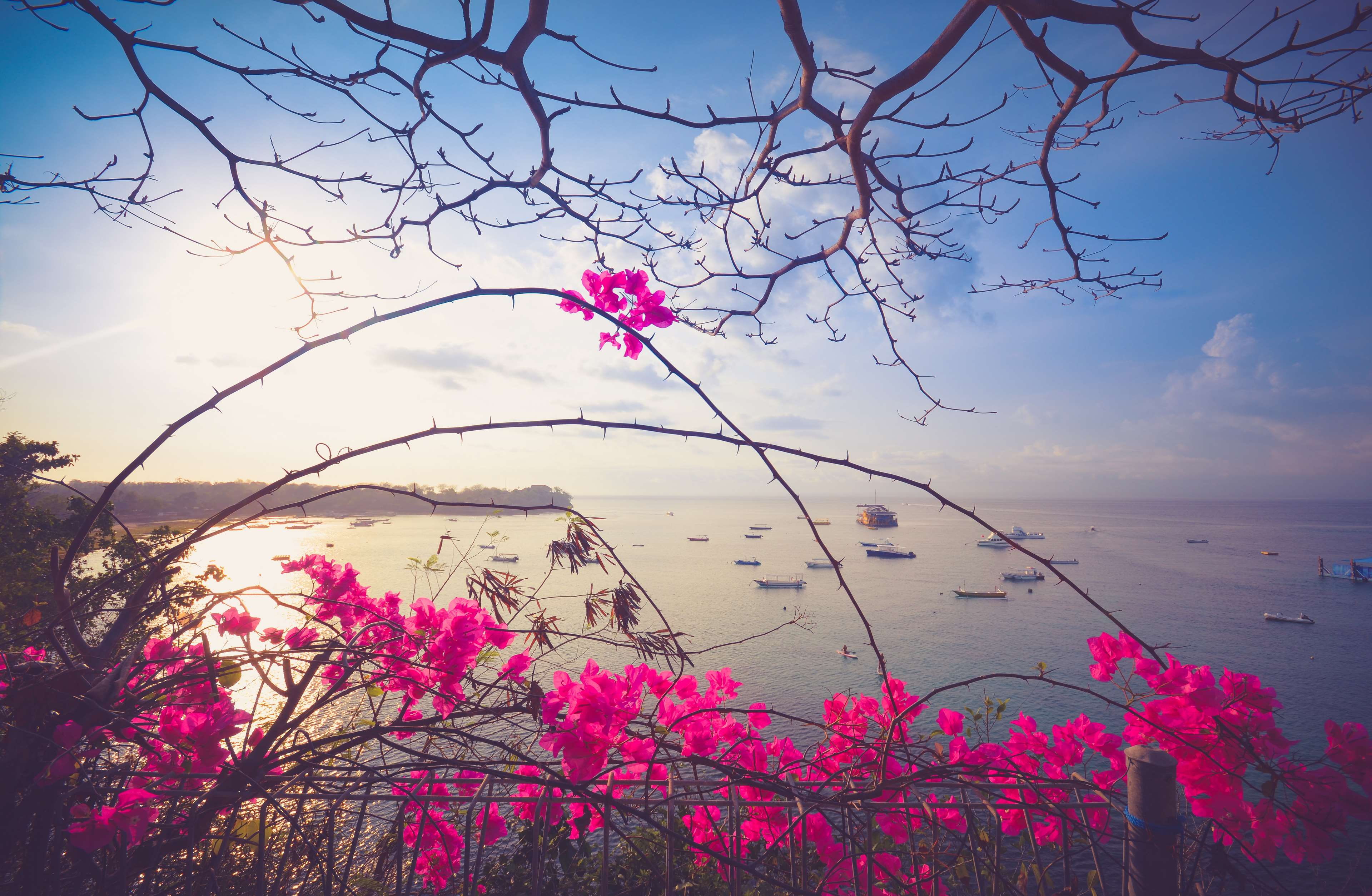 mountain, cherry blossom, flowering plant, fragility, no people, beach, day, water, blossom, bali, pink color, scenics - nature, springtime, vulnerability, HD Wallpaper